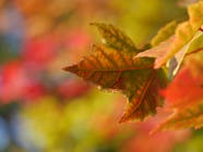 Seasonal Changes for your roof