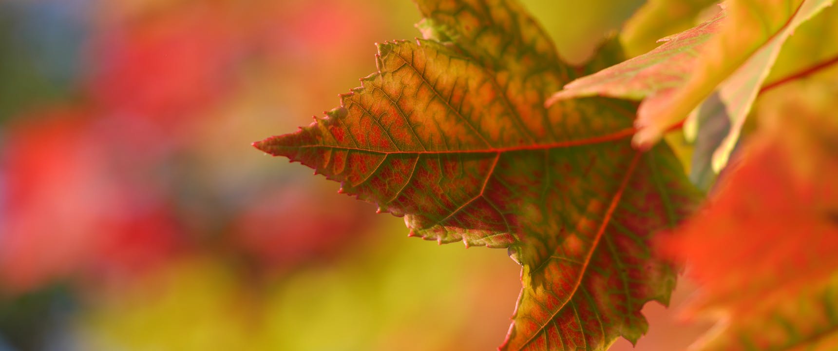 Seasonal Changes for your roof
