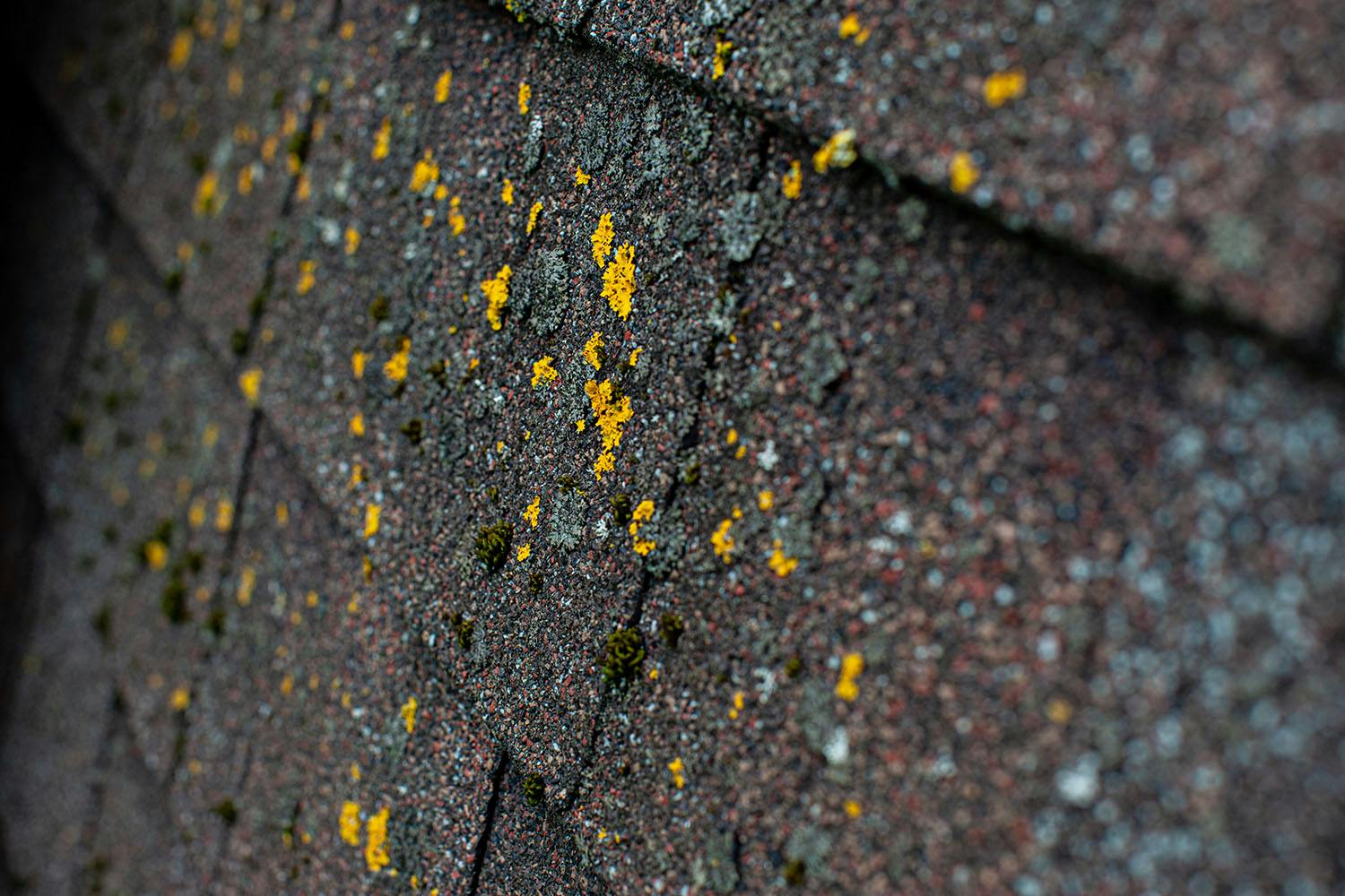 Mold growing on shingle roof