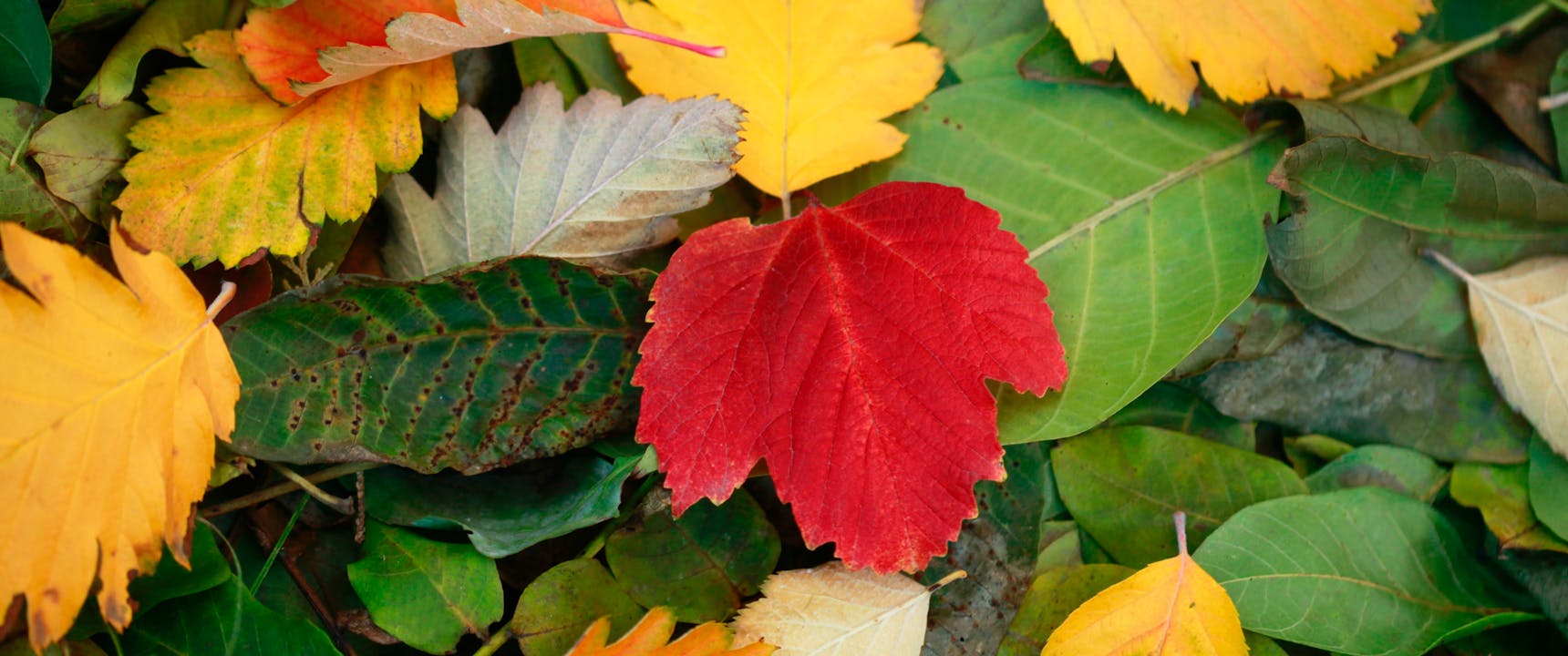 After Leaves have fallen is a good time to replace your roof