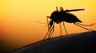 mosquito at sunset