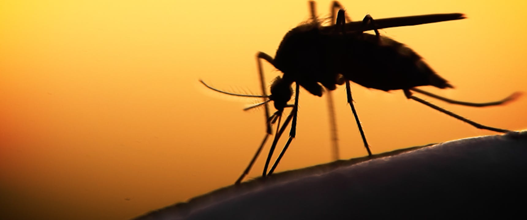 mosquito at sunset