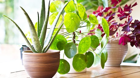 House plants sitting next to a window