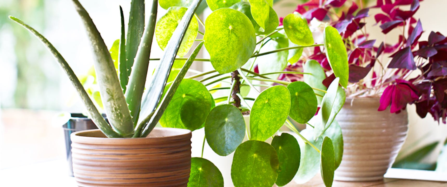 House plants sitting next to a window