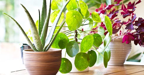 House plants sitting next to a window
