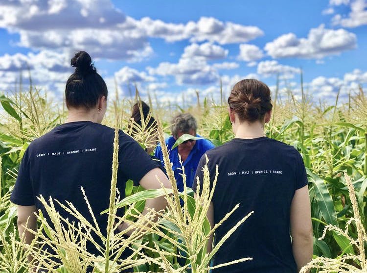 Roger Commins and the team from Whitton Malt House in a sweetcorn field, Riverina, NSW