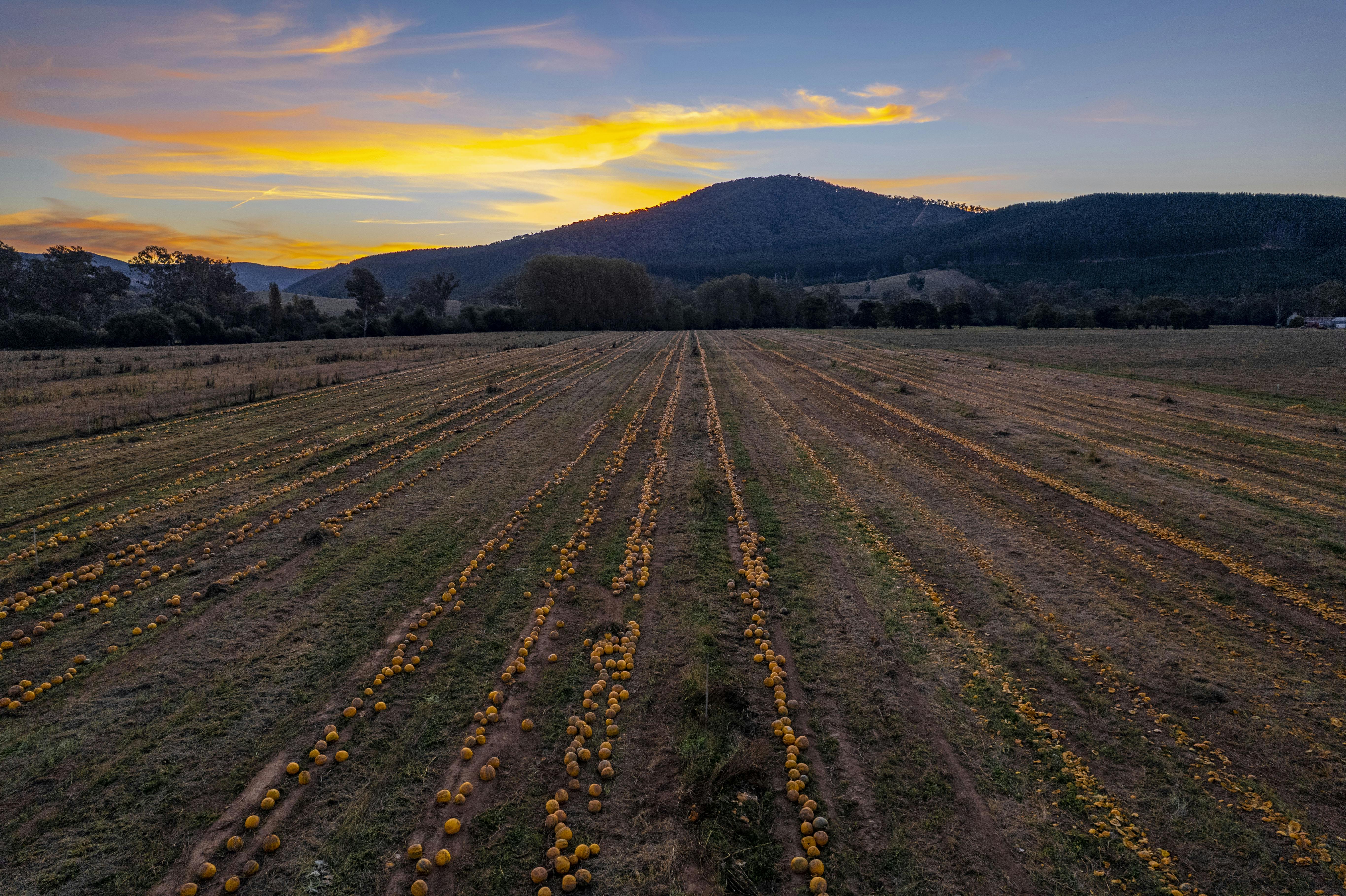 A field of pumpkins with the sun setting over the mountains behind