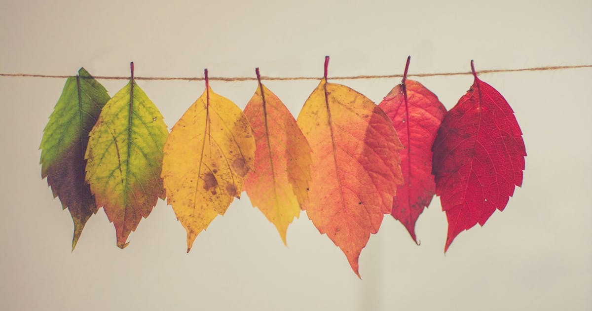 leaves on a clothesline, changing colours from green to deep red