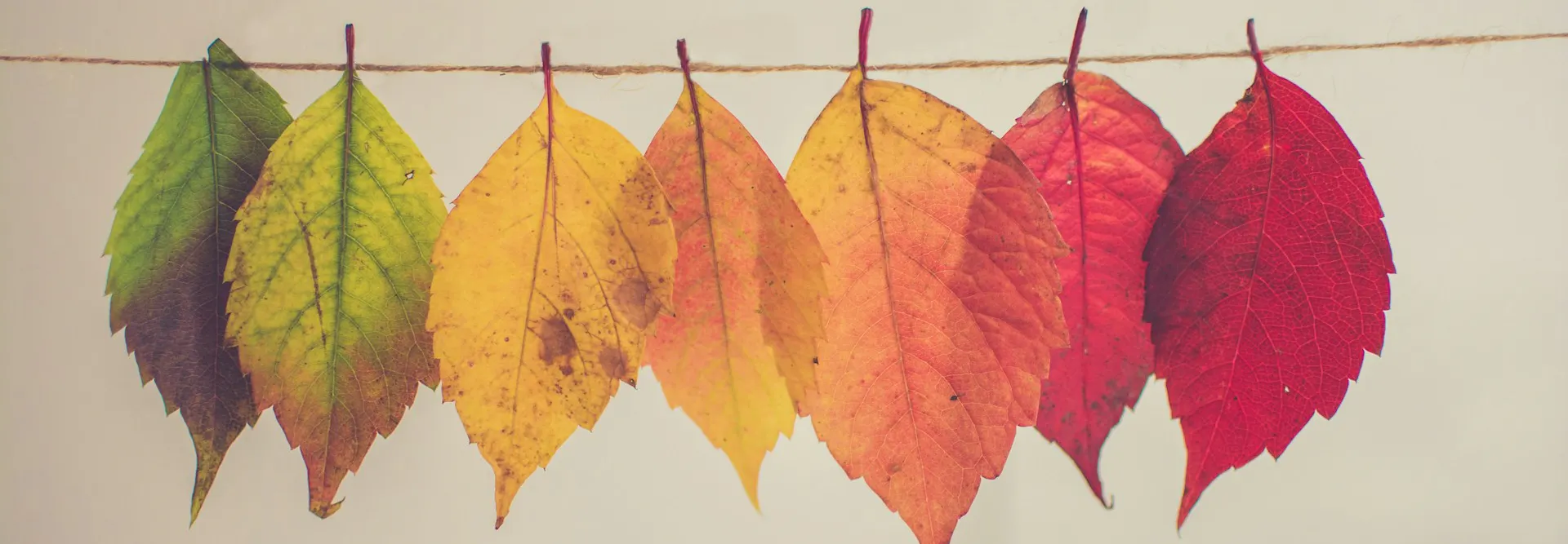 leaves on a clothesline, changing colours from green to deep red