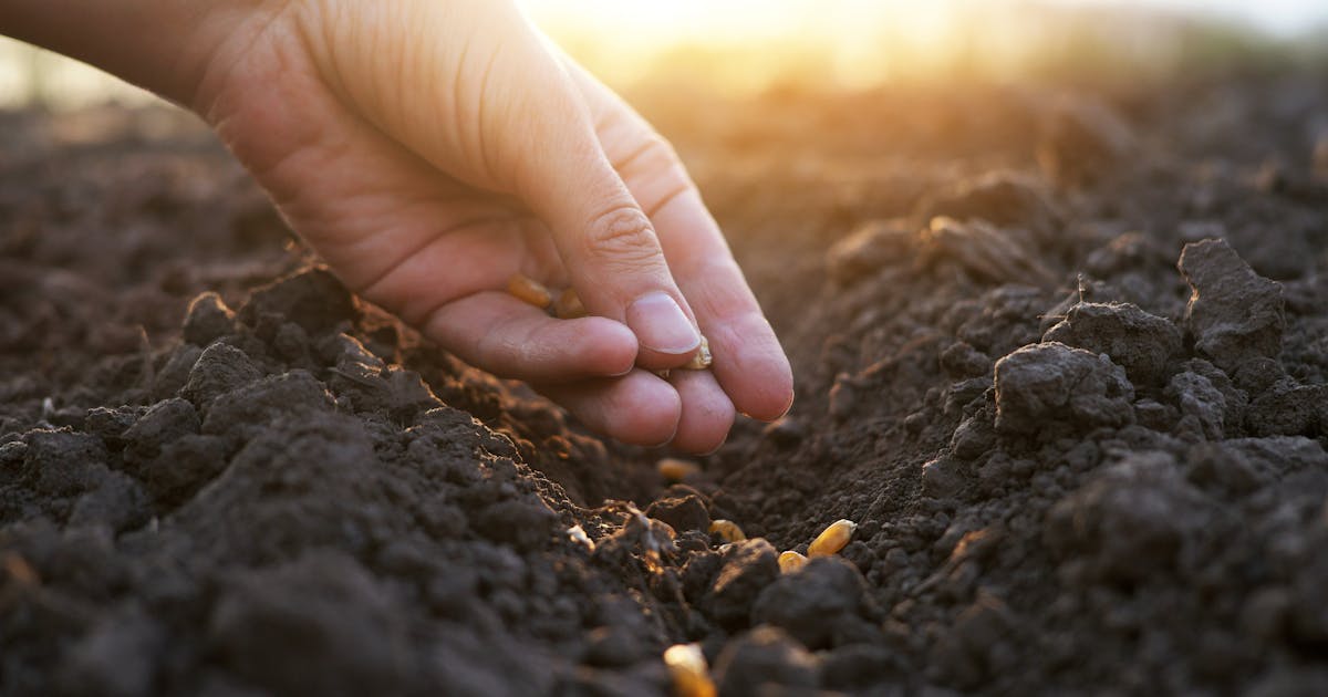 A hand planting seeds in rich soil in the early morning.