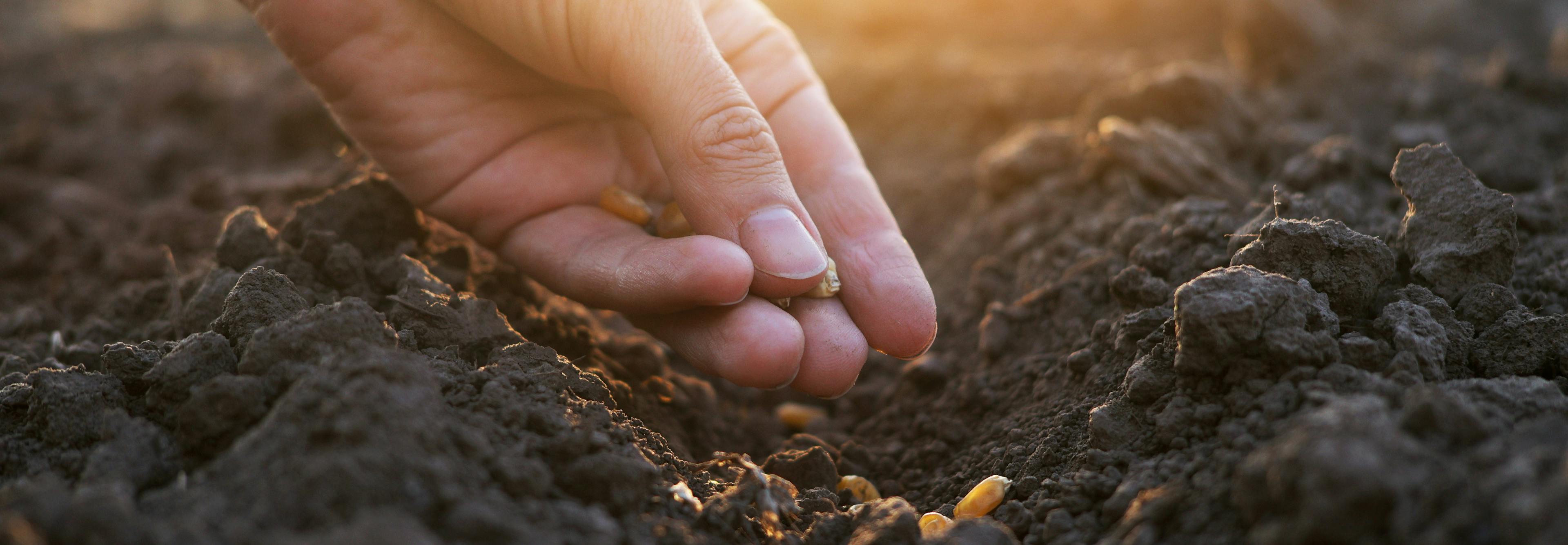 A hand planting seeds in rich soil in the early morning.