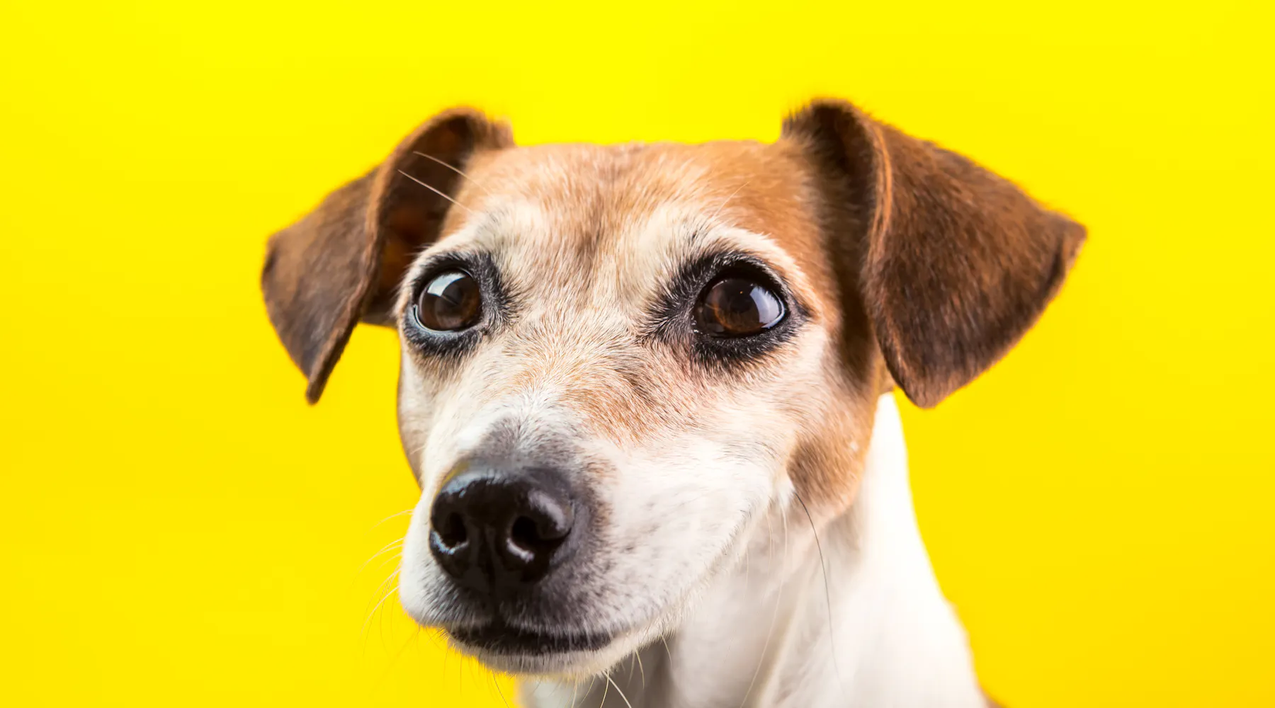 Discover Adjectives Starting with D: Enhance Your Vocabulary