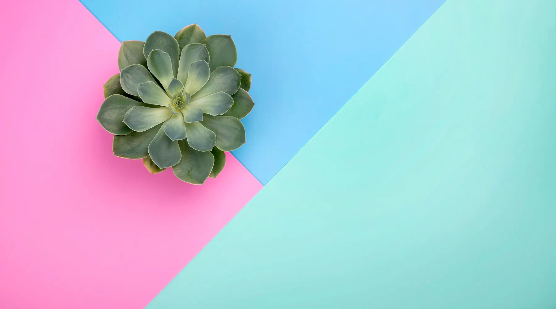 Coma vs Comma: Understanding Their Distinct Uses and Meanings