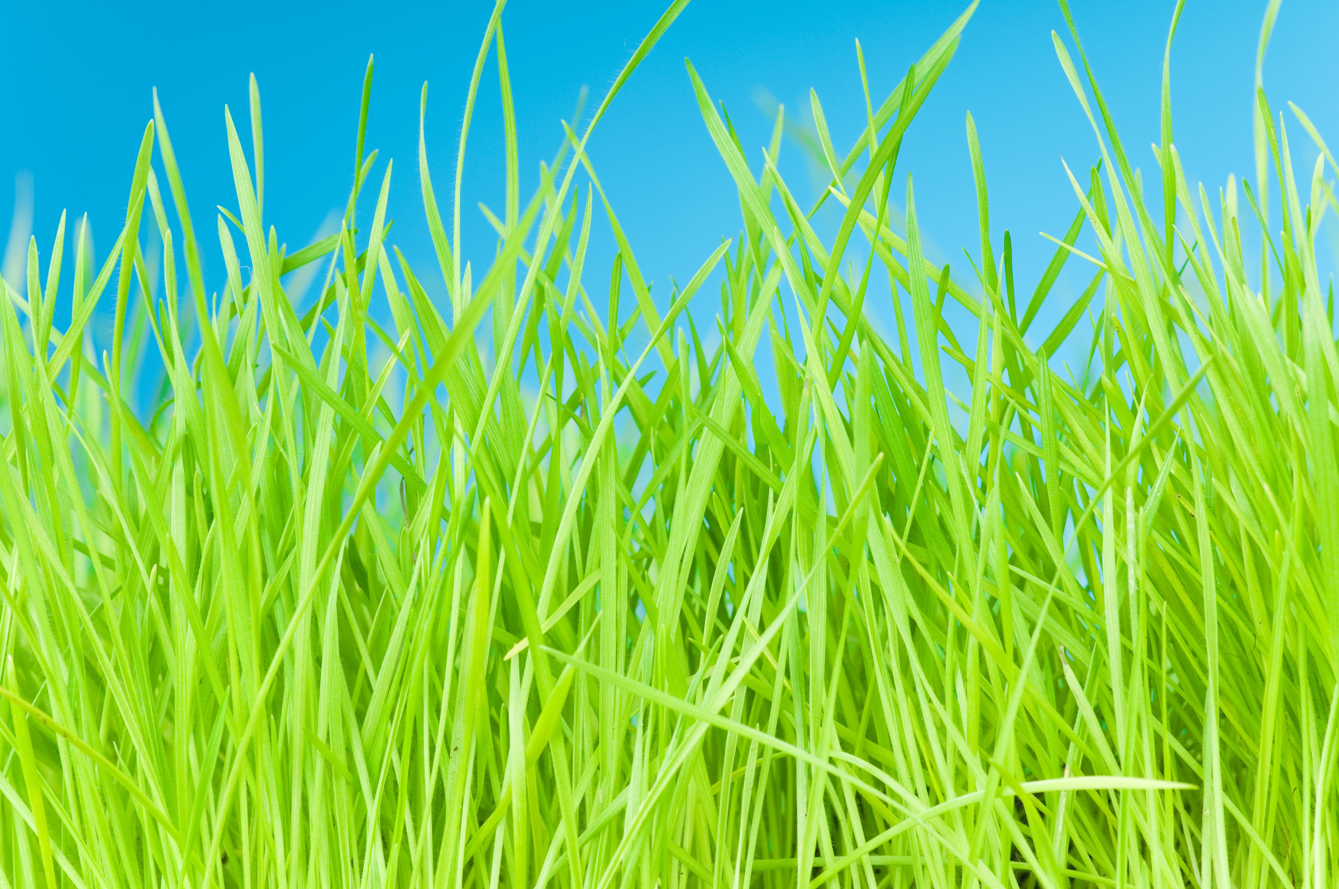 The Grass is Greener Syndrome Exploring the Allure of Unfamiliar