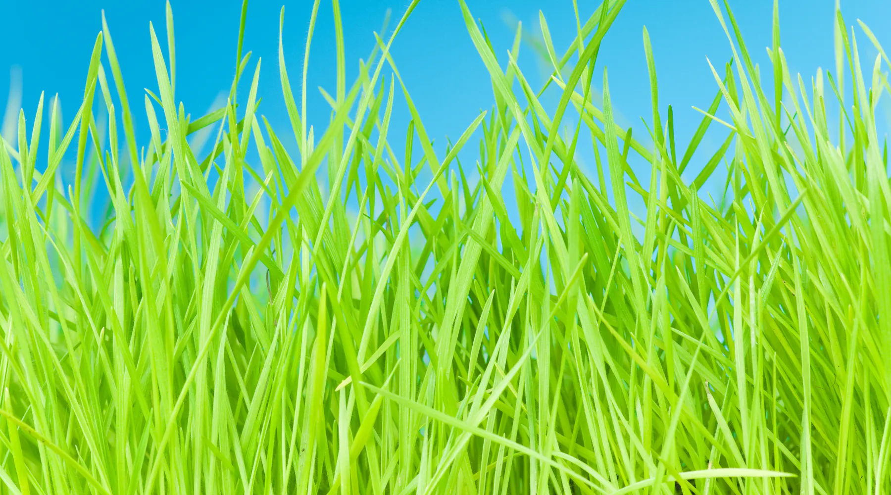 The Grass is Greener Syndrome: Exploring the Allure of Unfamiliar Territories