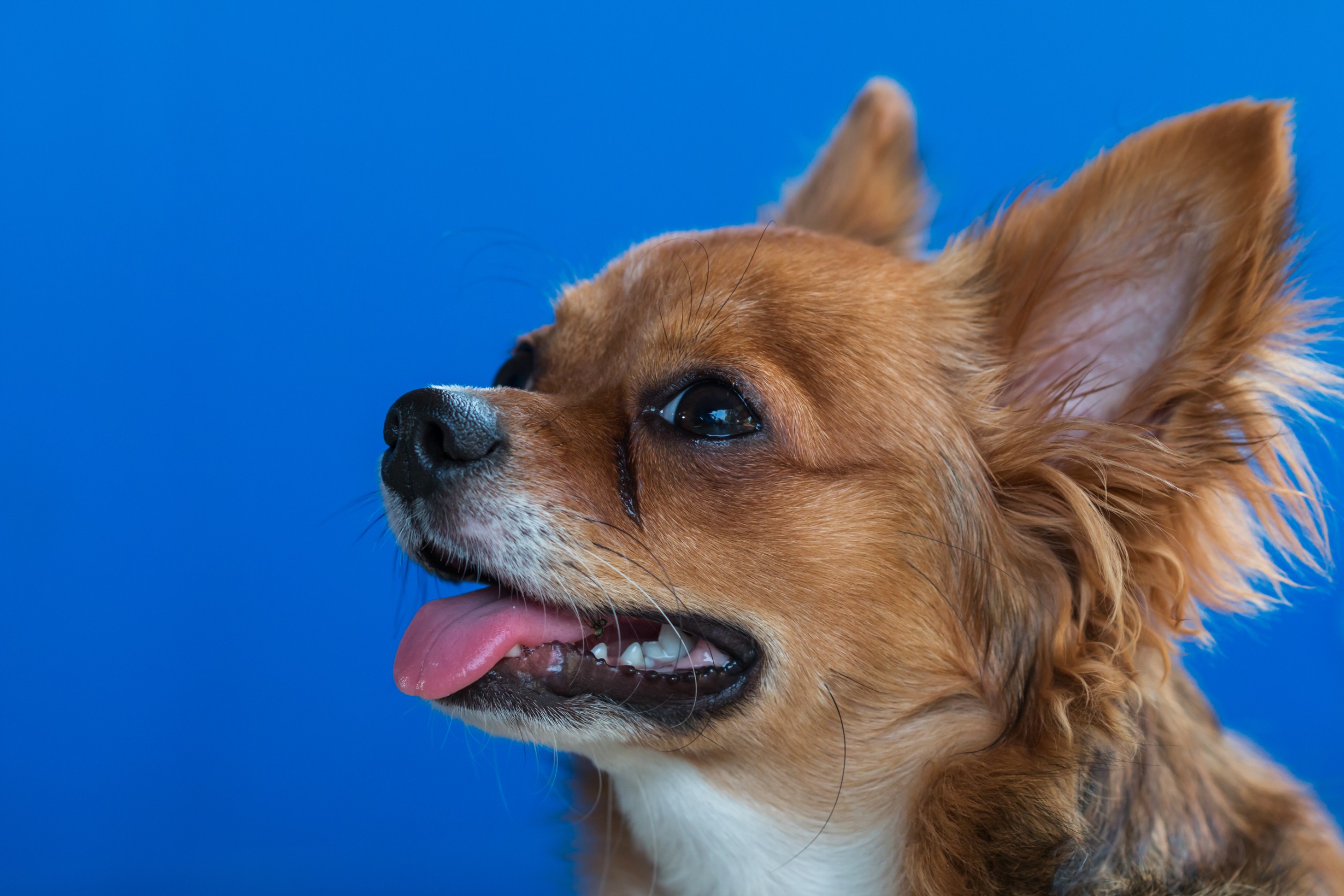 Spelling Chihuahua: A Guide to Getting It Right