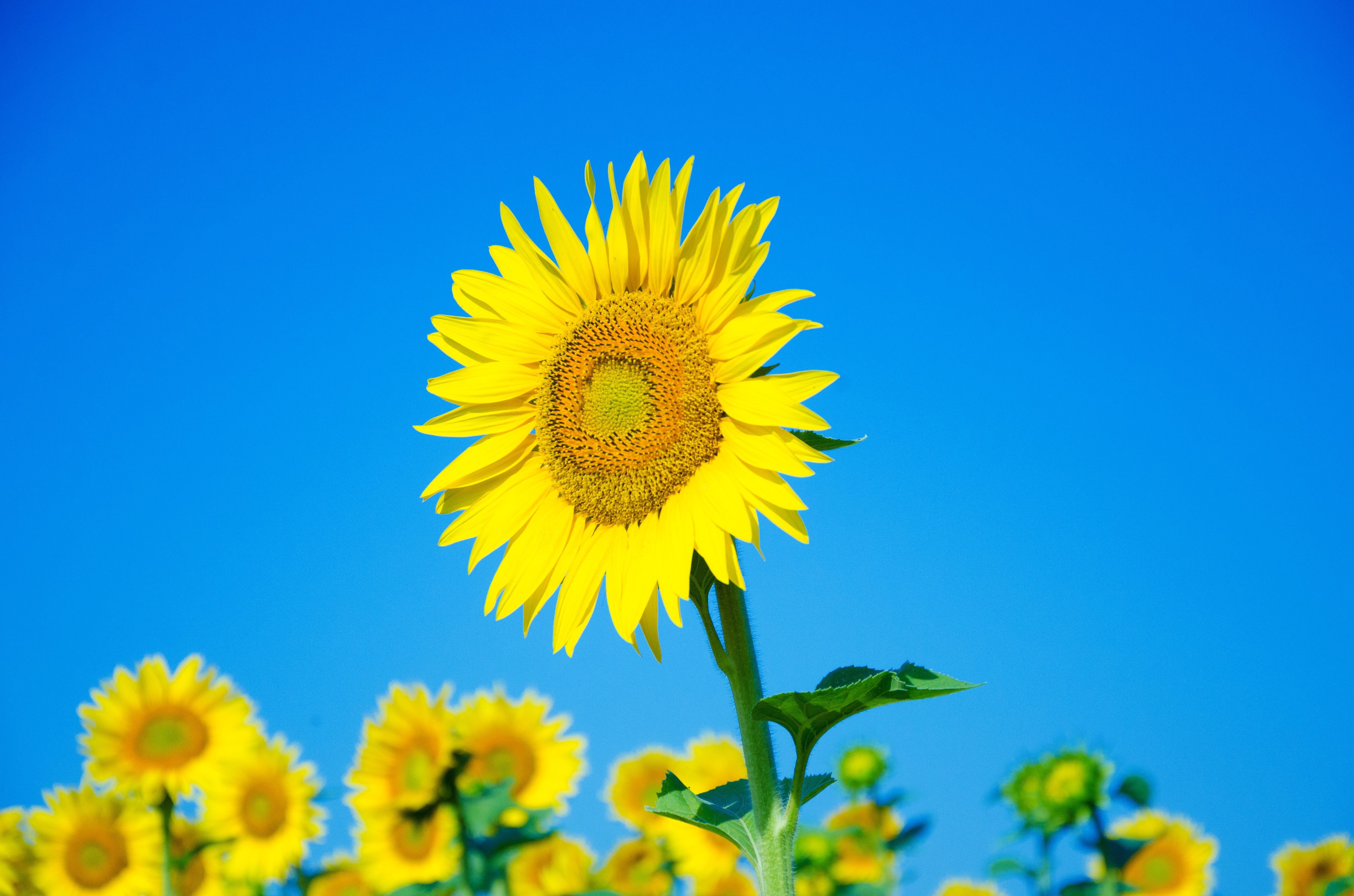 Mastering Wether, Weather, and Whether: A Guide to Common Confusions