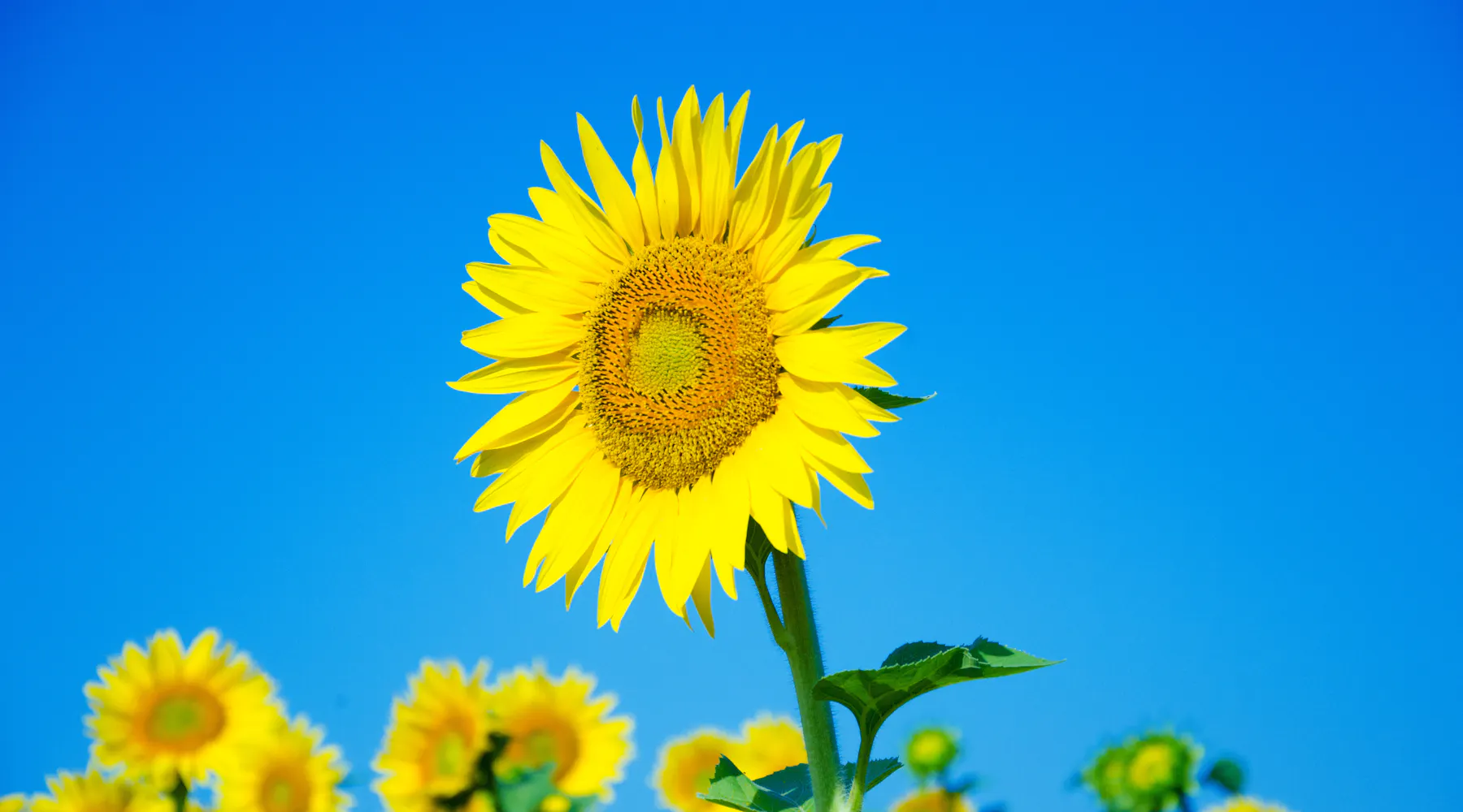 Mastering Wether, Weather, and Whether: A Guide to Common Confusions