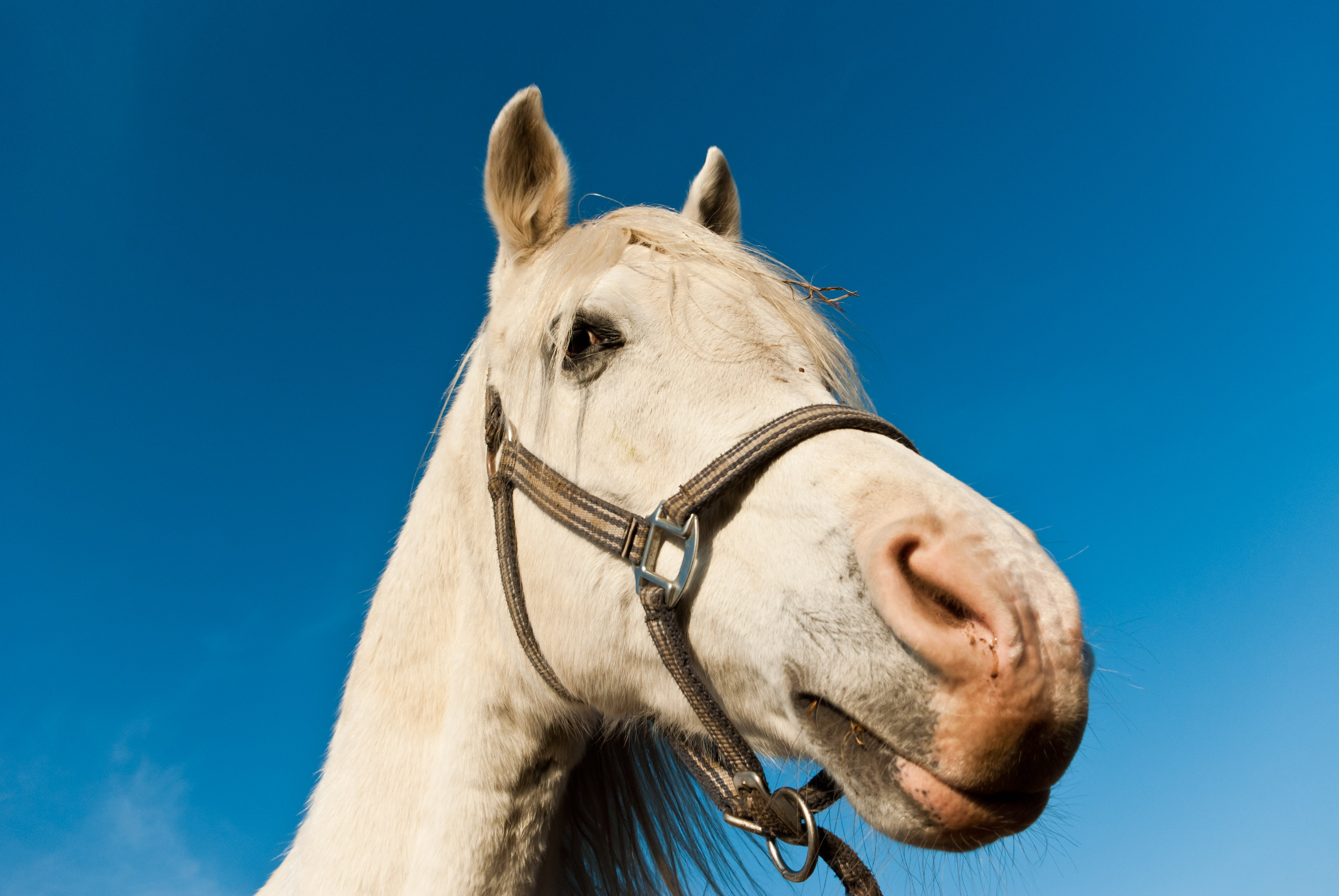 Understanding "Rein" vs "Reign": Usage and Examples