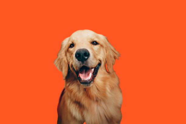 How to add a hyperlink in a Microsoft Word document