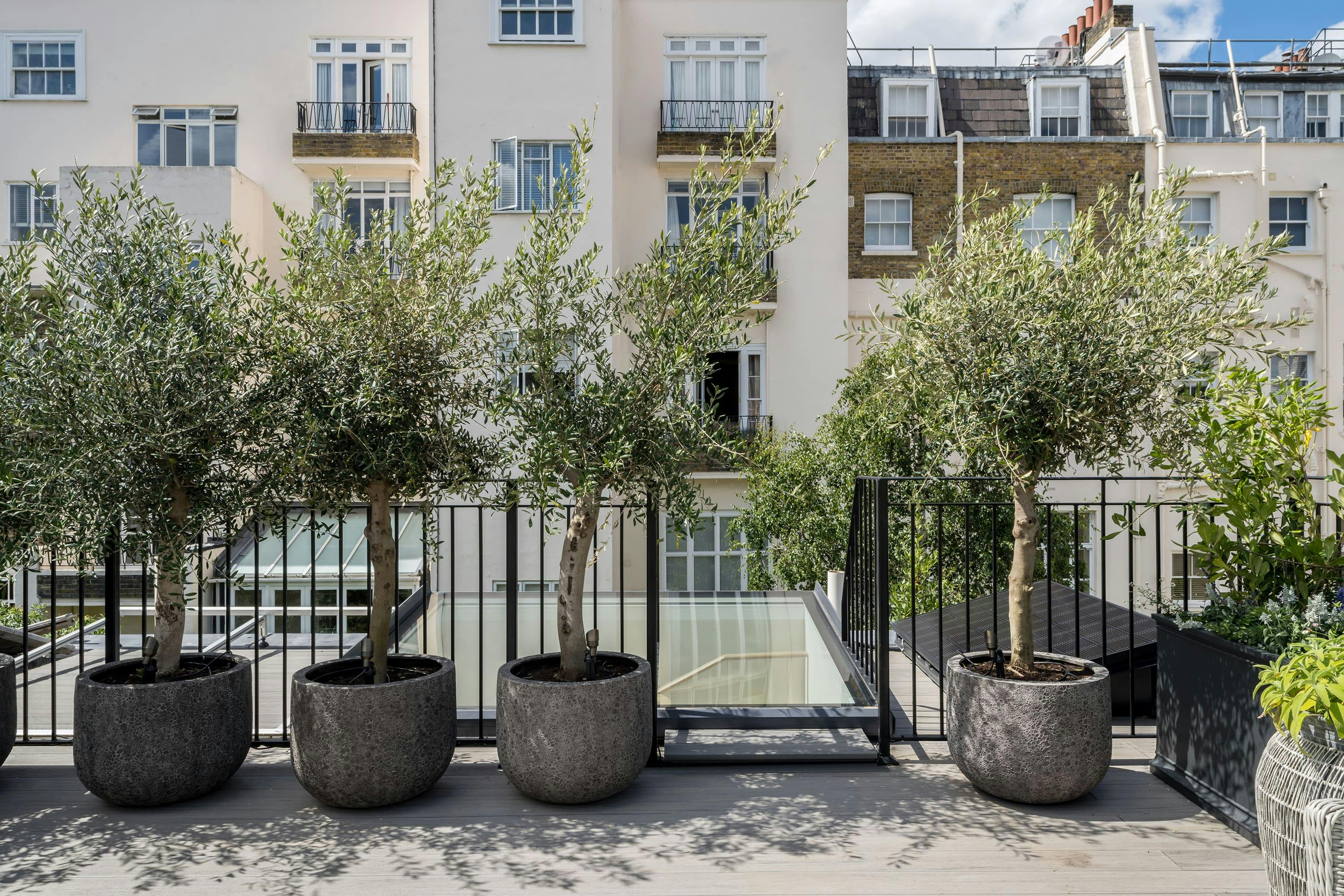 A stylish London rooftop terrace showcases four potted olive trees (Olea) in round, textured grey planters. A black metal railing runs along the perimeter, offering a view of a multi-story building with white facades and varied architectural details, typical of London residential architecture. The terrace features wooden decking and a glass panel in the floor.