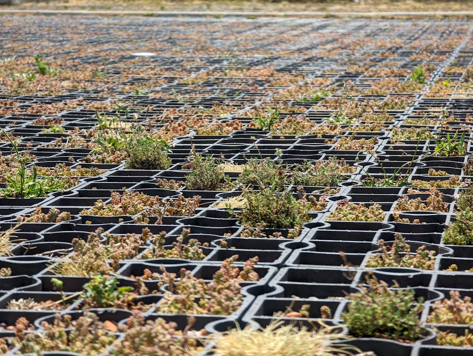 Un sol désimperméabilisé surplombé d'un grillage, implanté devant la piscine de Narbonne, y laissant pousser des plantes.