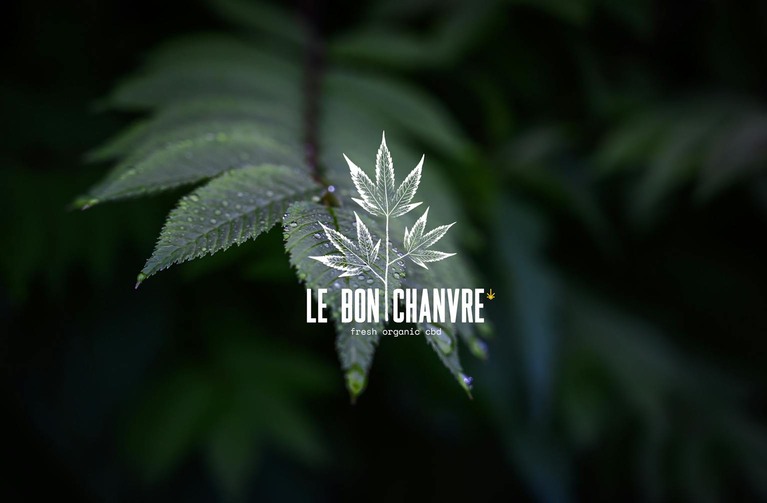 Photo d'une fleur de CBD marquée du nouveau logo issu du rebranding de "Le Bon Chanvre" réalisé par le Studio Katra.