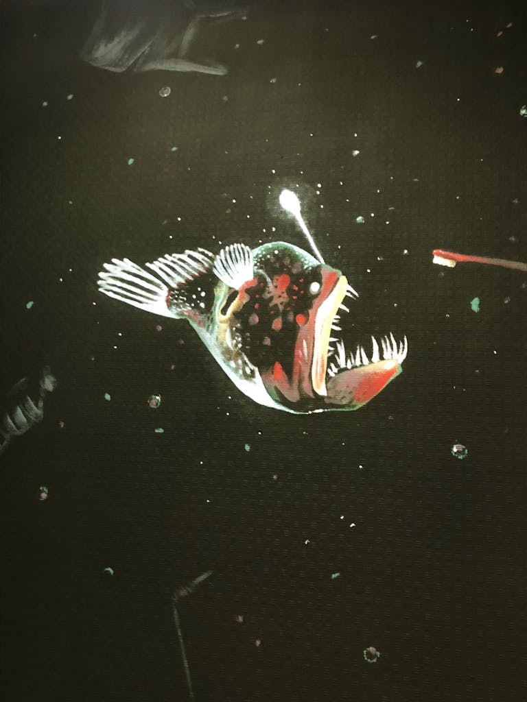 Identité visuelle gros plan fresque murale poisson lanterne Open Lande.