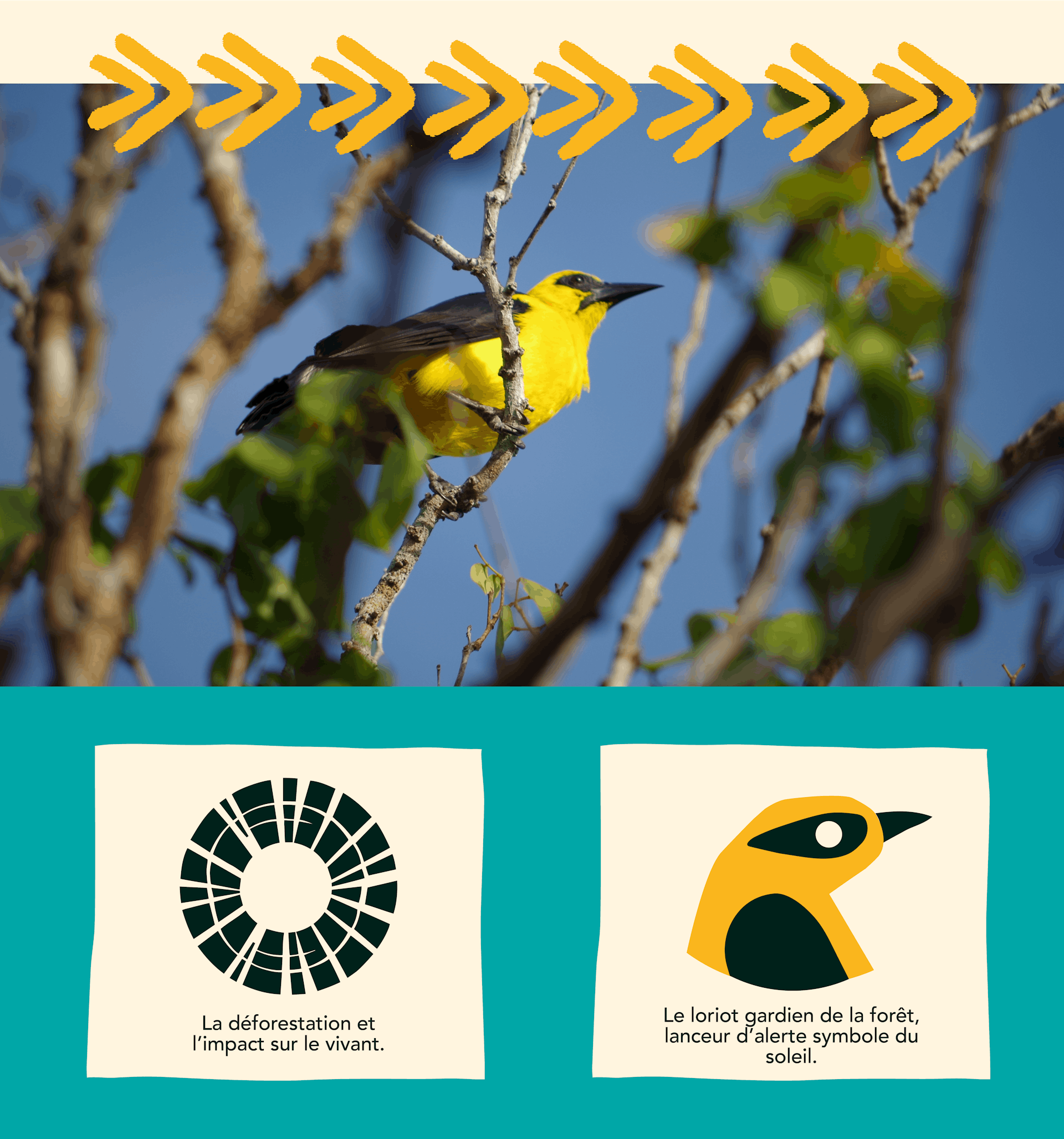 logo Amazônia le loriot 