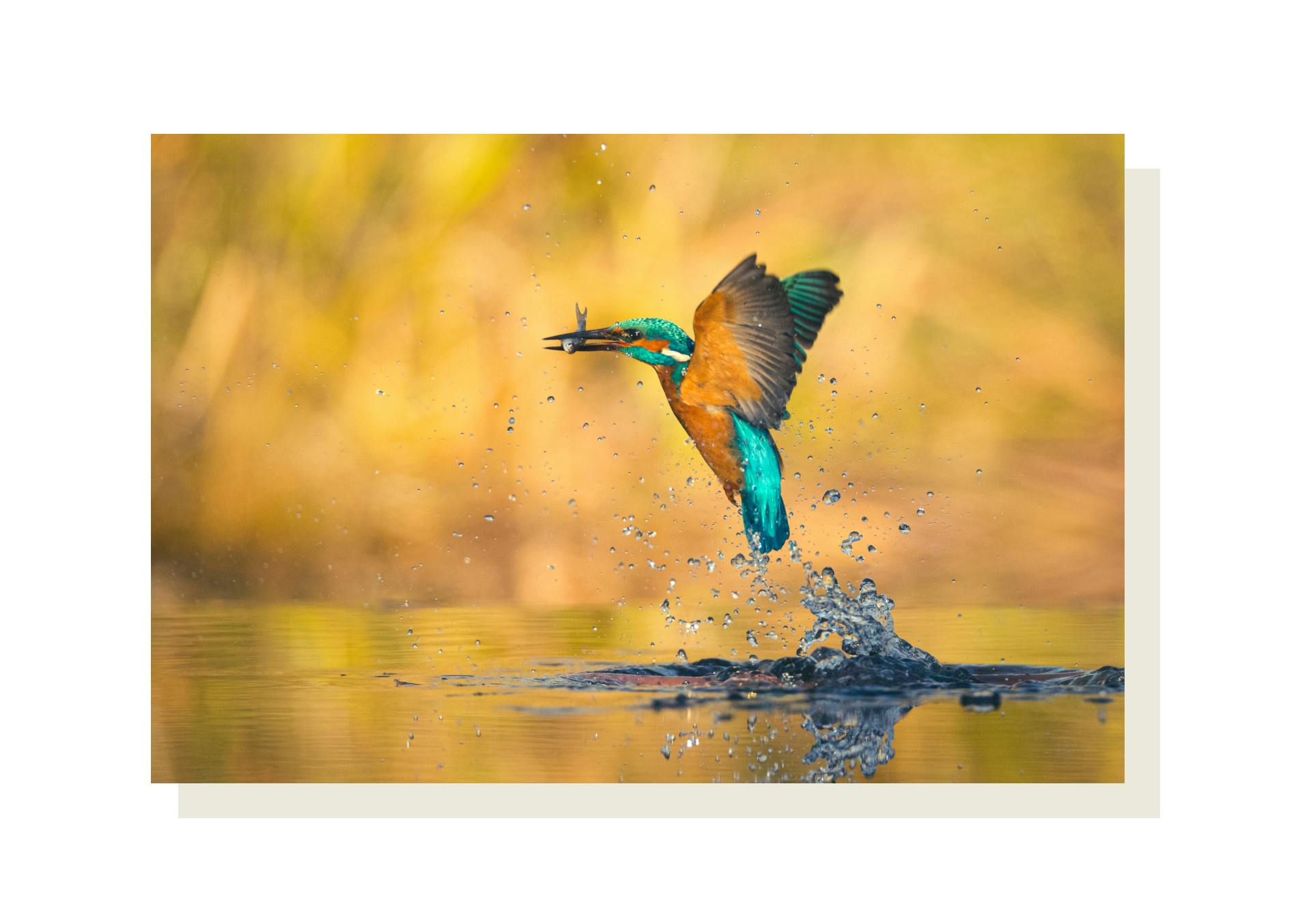 Photographie d'un martin-pêcheur sortant de l'eau, un poisson au bec.