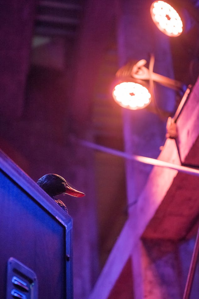 Canard en plastique décoratif, accentuant l'identité de la chasse au sein du design d'espace Jägermeister.