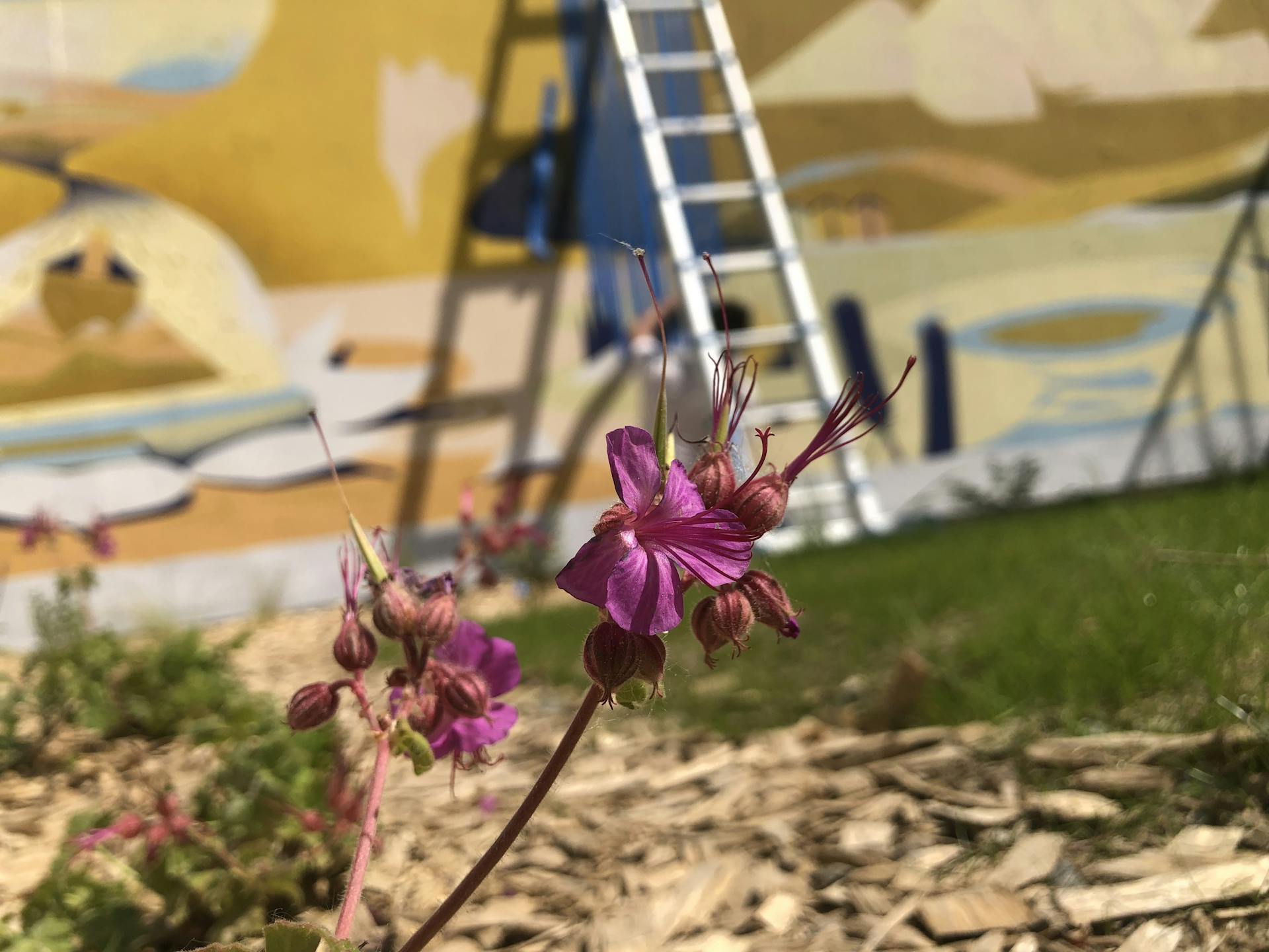 Focus sur une fleur. L'arrière-plan légèrement flouté vient dévoiler une peinture murale du Studio Katra.