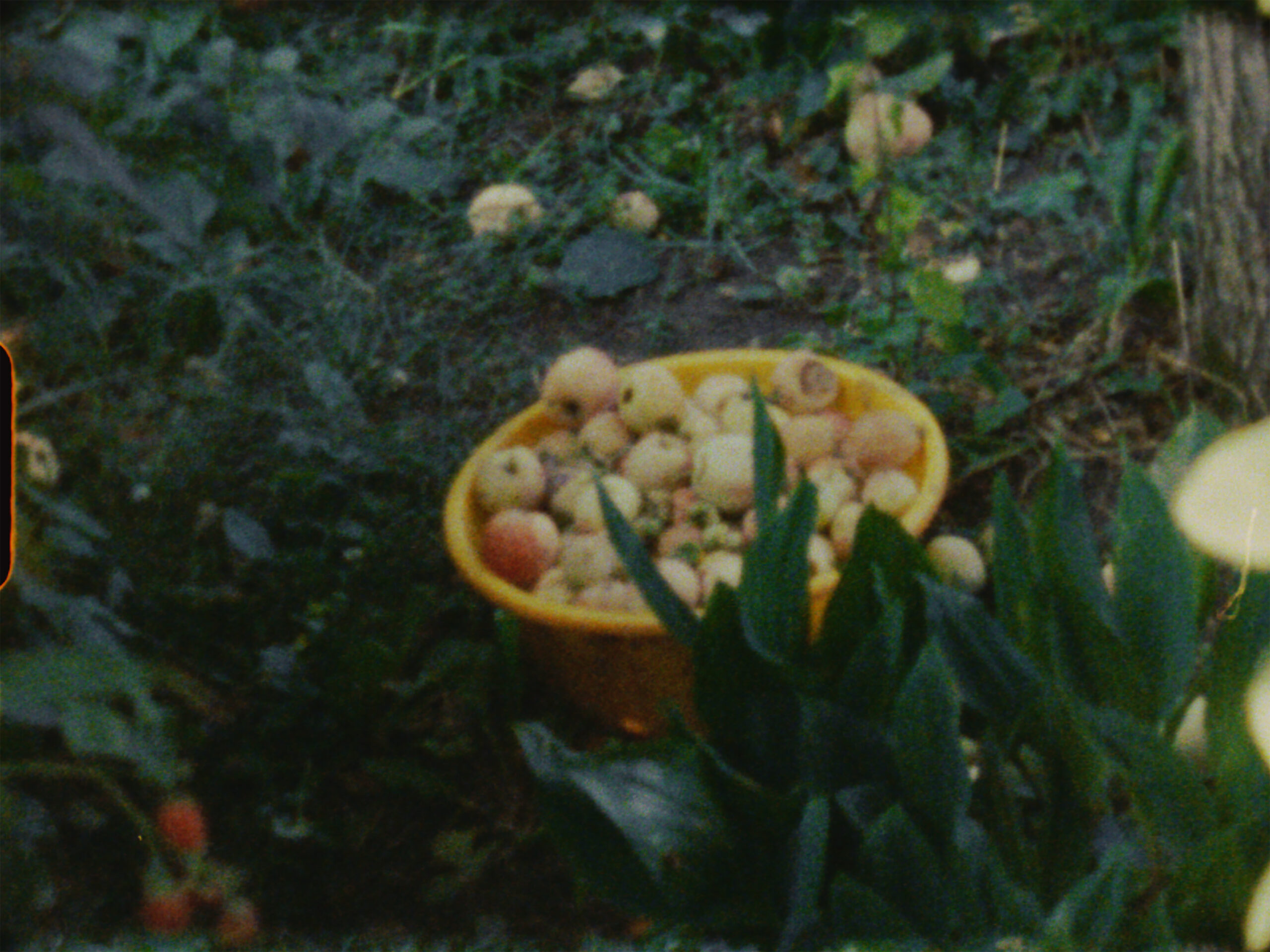 A grainy colour film still of a bucket filled with yellow and red apples in an allotment