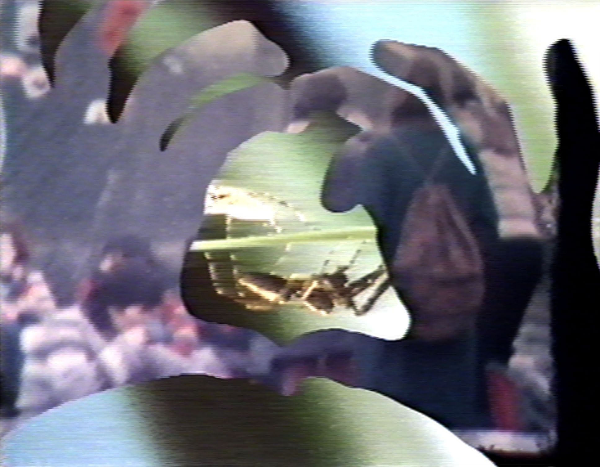 An abstract image with overlapping blurred figures and fragmented shapes. One shape frames a section of green and brown tones resembling a landscape. Overall composition is dynamic and colorful.