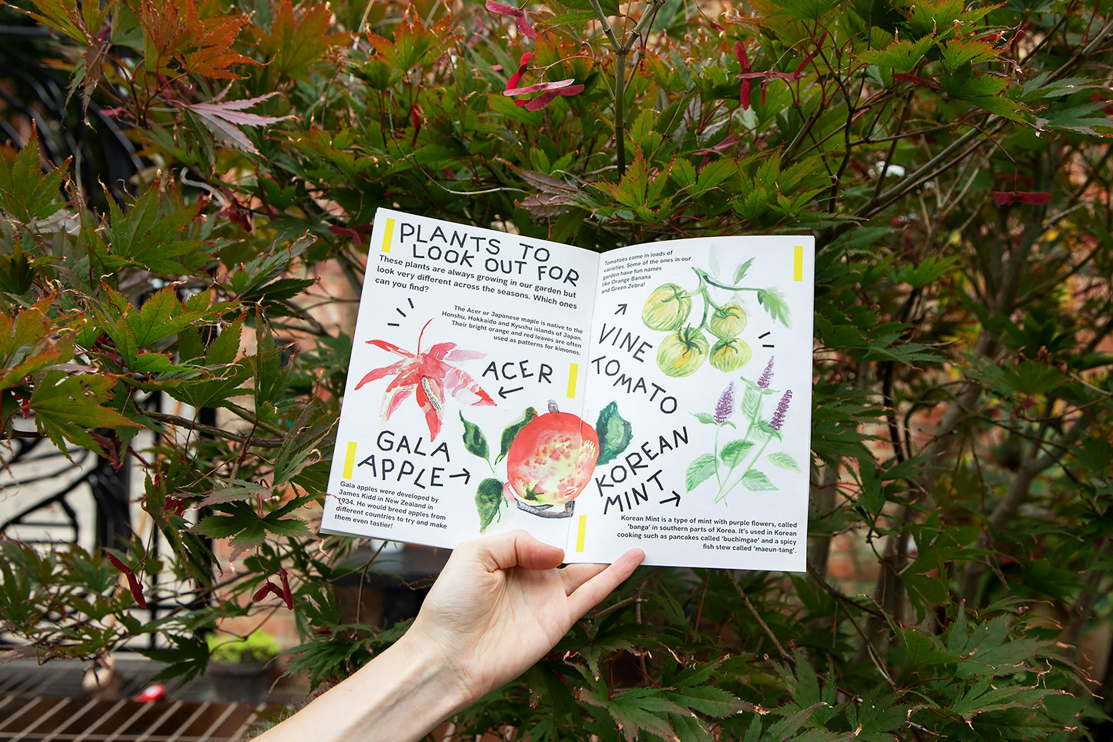 Hand holding an open book featuring illustrations and text about plants, including an apple, tomato vine, and Korean mint, in front of a leafy background.
