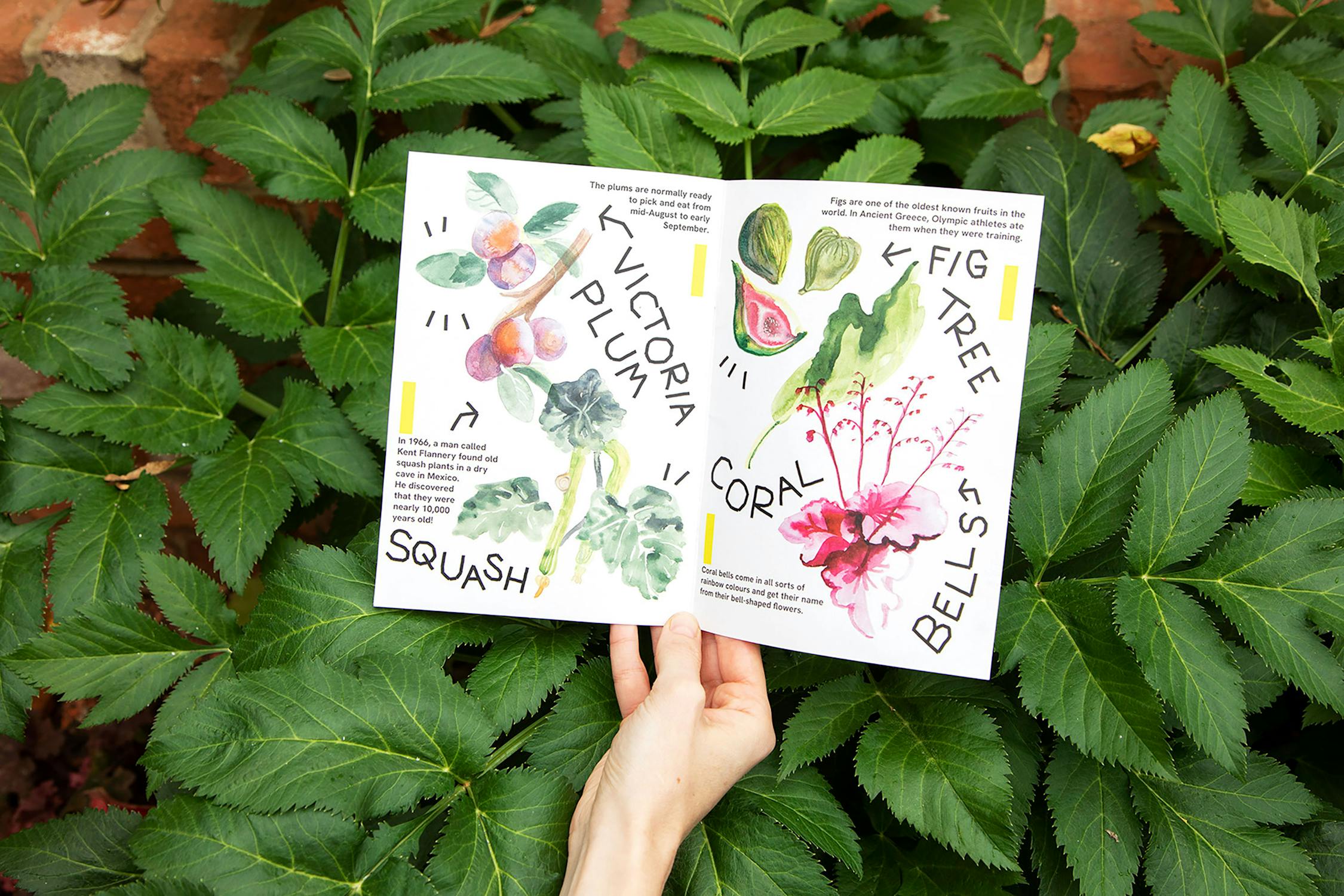 A hand holds an open illustrated pamphlet on a background of lush green leaves. The pages feature colorful drawings and text about Victoria plum, squash, fig tree, and coral bells.