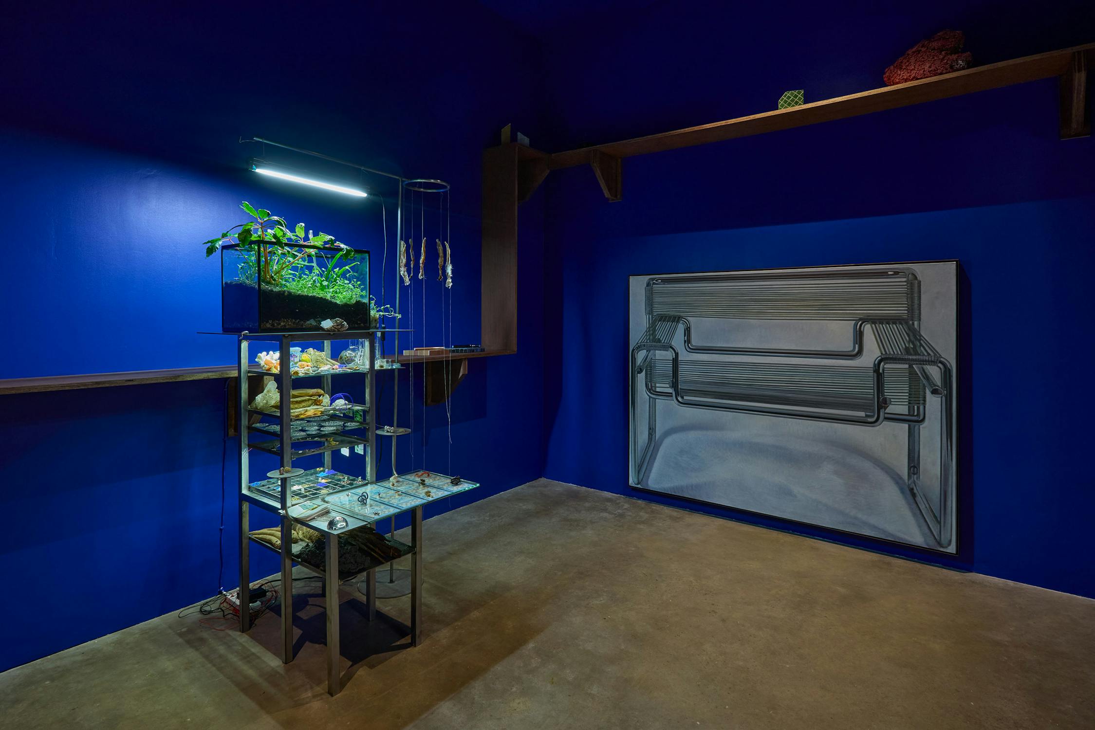 An art installation comprising shelves displaying botanical artefacts and a painting of a monochromatic tubular steel chair. A shelf runs around the entire space, rising and falling in places.
