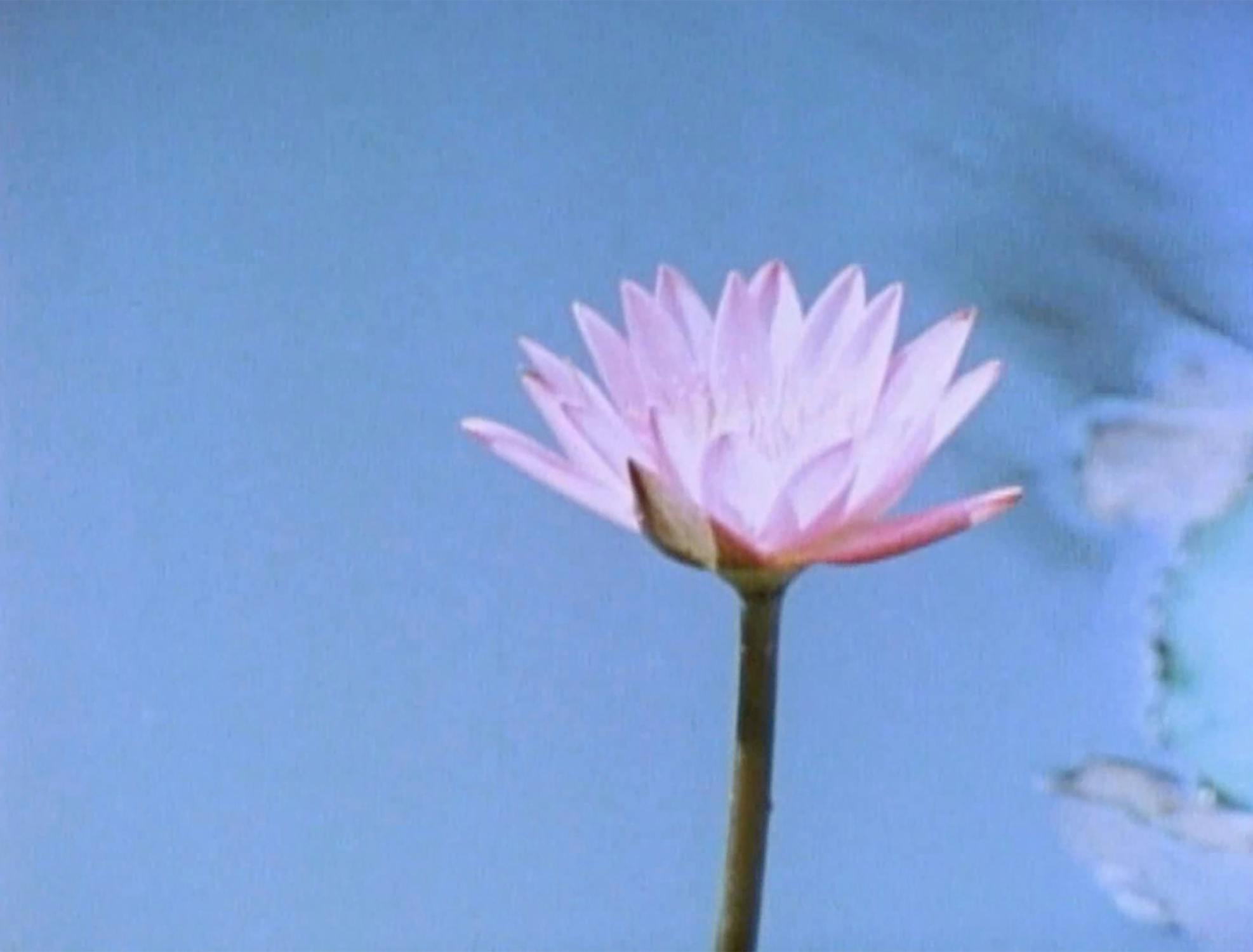 A single pink water lily in bloom with delicate petals, standing against a backdrop of soft blue water, creating a serene and calming atmosphere.