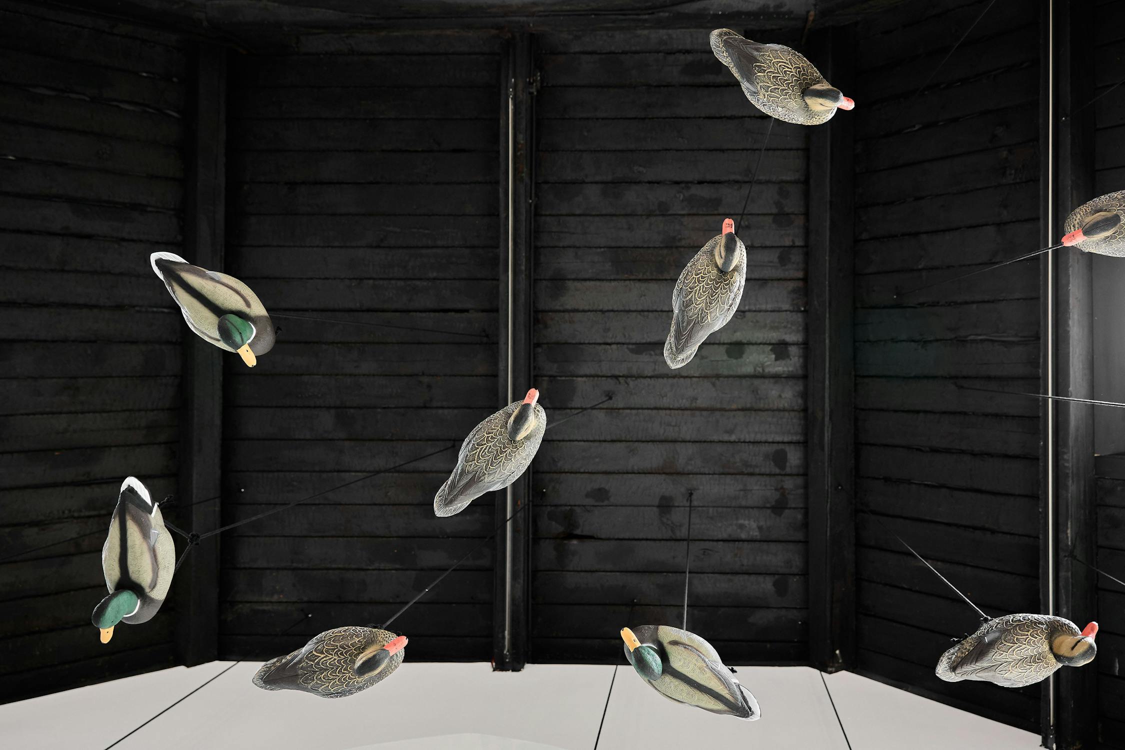Nine duck decoys hang upside down from the ceiling, viewed from below against a dark wooden background with visible beams. Strings attach each decoy, appearing as if ducks are floating in midair.