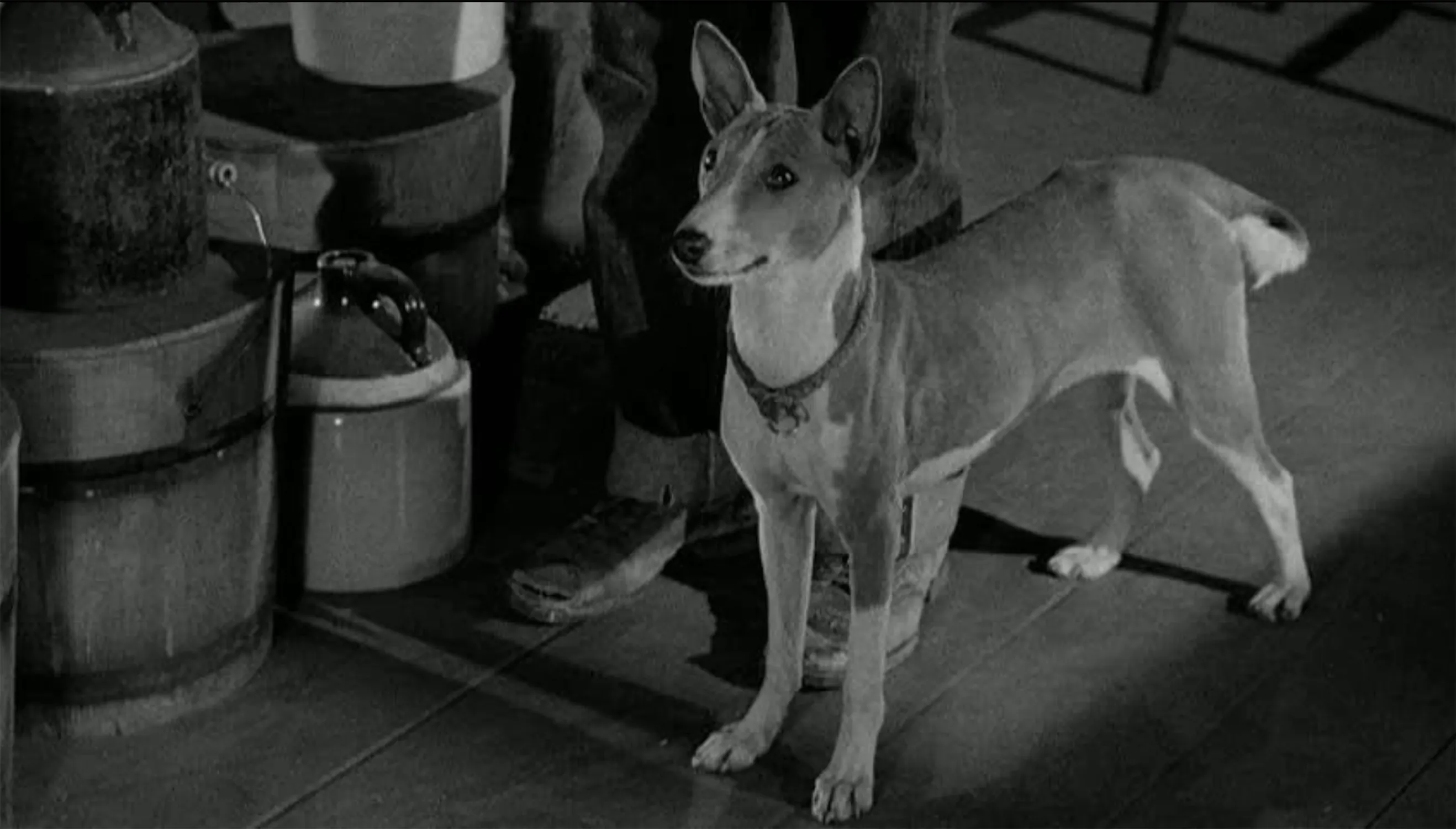 A short-haired dog with pointed ears stands indoors on a wooden floor next to a person's legs and several buckets or containers. The image is in black and white.
