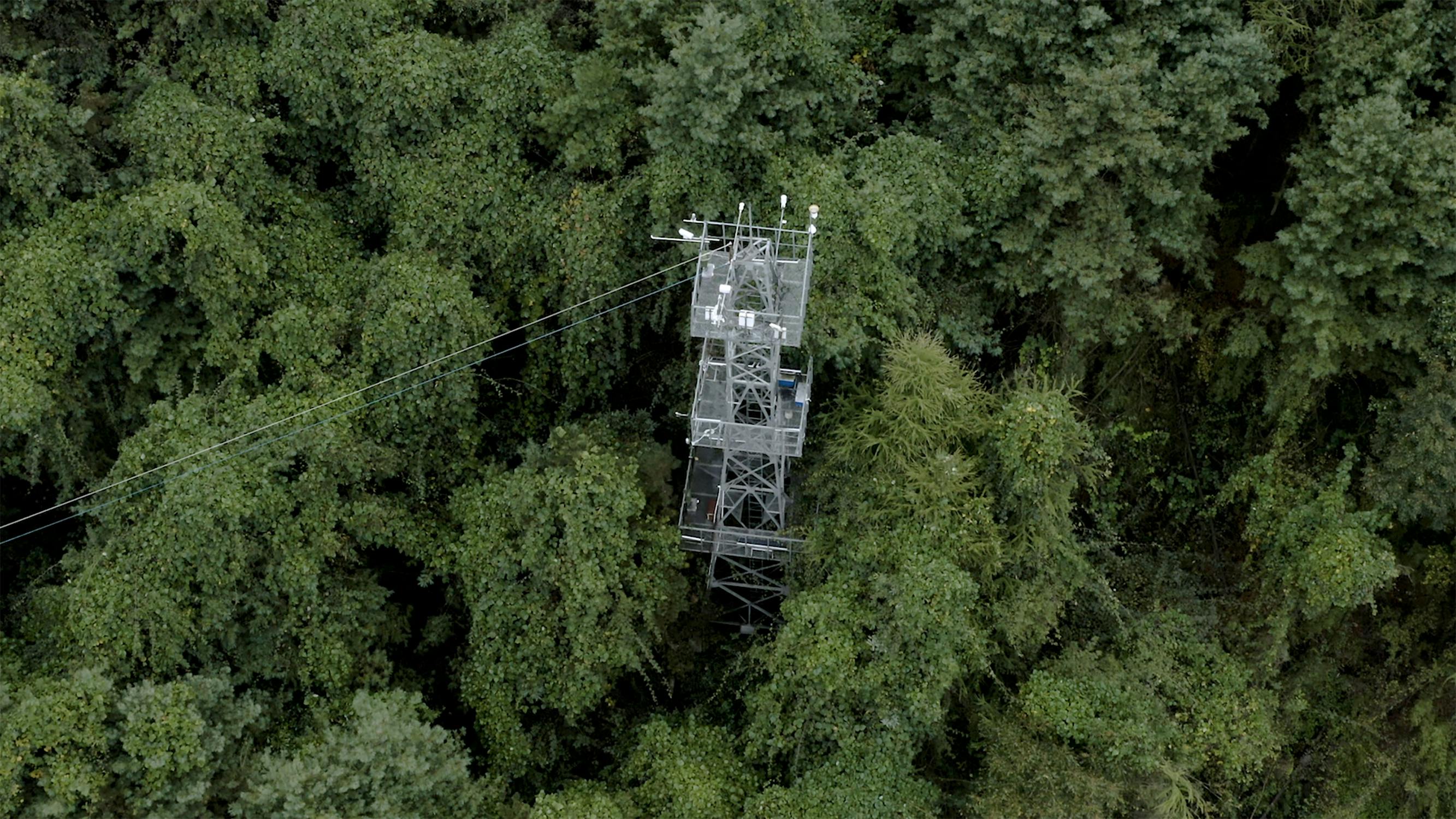 A metal research tower rises above the dense green forest canopy, surrounded by tall trees, with cables extending from the tower to the left.