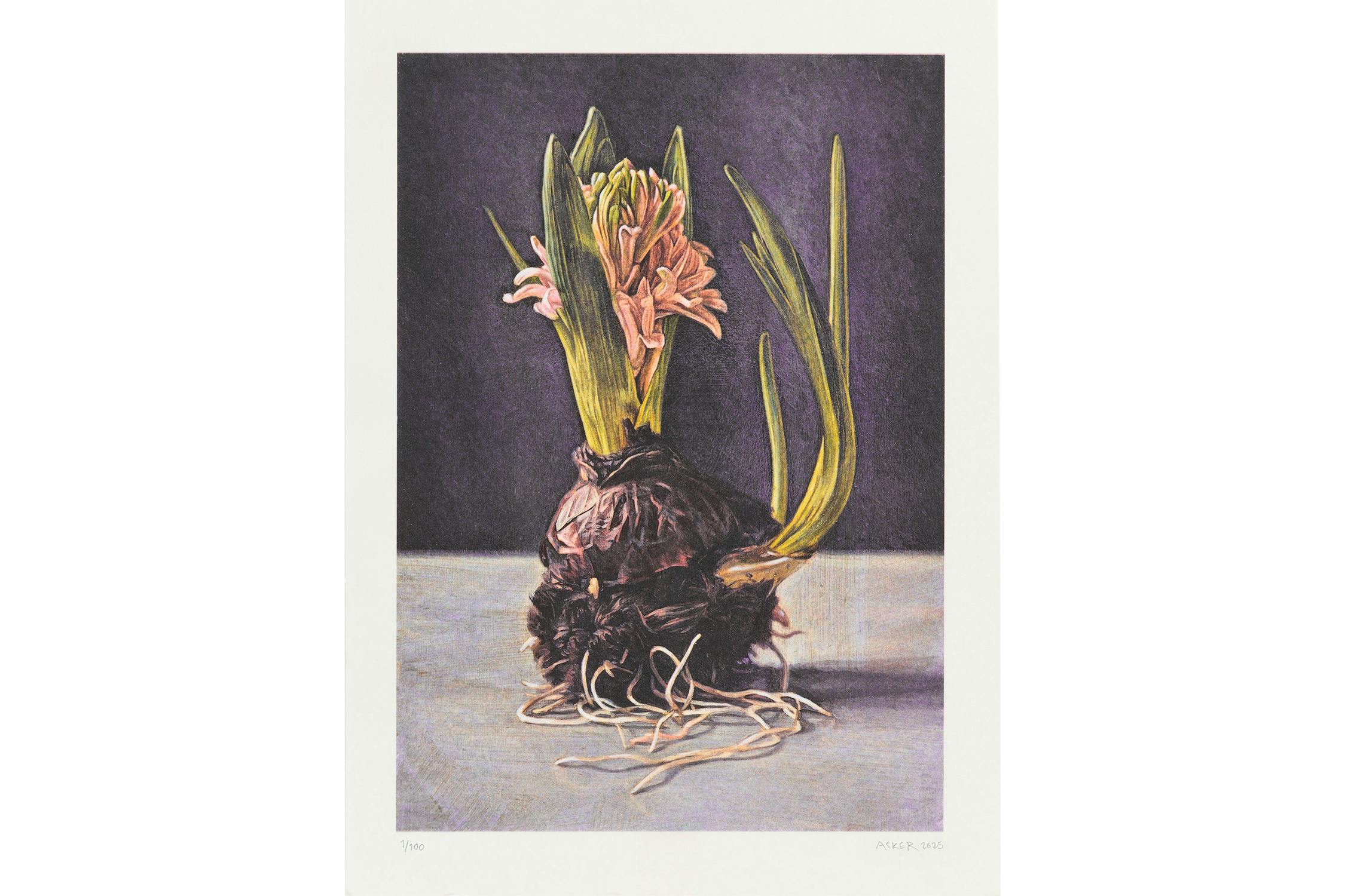 A detailed illustration by Niklas Asker of a hyacinth bulb with tangled white roots, green shoots, and light pink flowers, set on a flat surface against a dark purple background. 