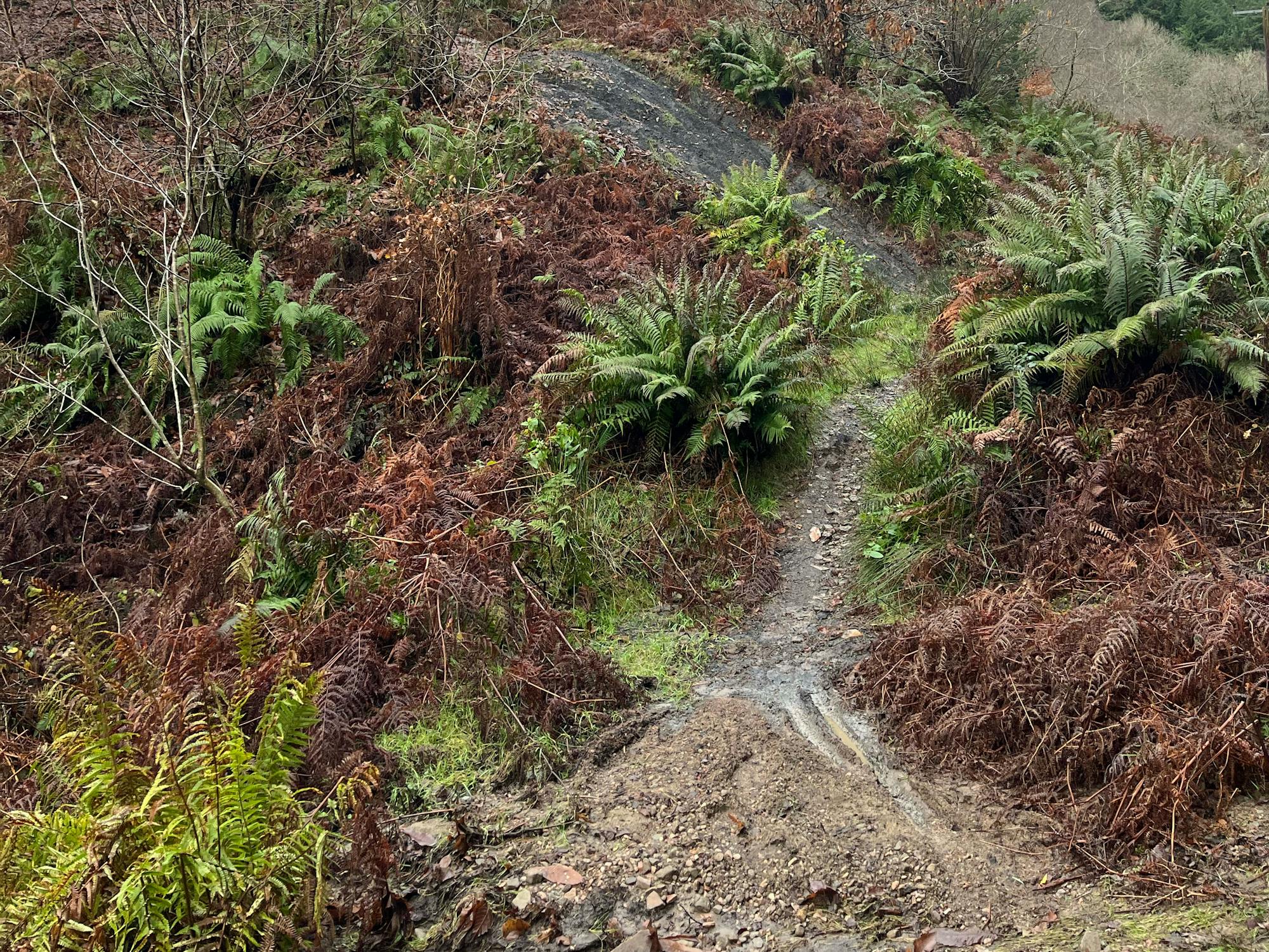 A narrow, muddy path winds uphill through dense brown and green ferns and brambles. The ground is damp, with patches of grass and exposed earth. Bare branches and distant greenery are visible in the background. The scene appears natural and untamed.