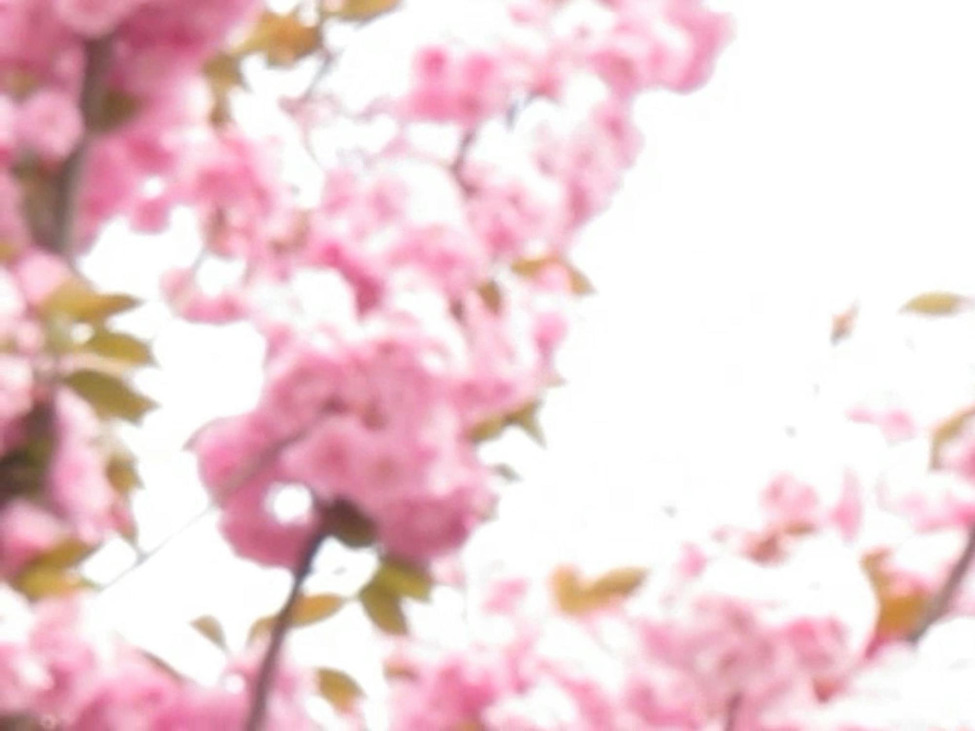 A film still of Hilary Lloyd's 'Blossom'. A blurred image of pink cherry blossom flowers and brownish-green leaves against a bright, white sky, giving a soft and dreamy effect. The flowers cluster on branches, but no sharp details are visible due to the out-of-focus style.