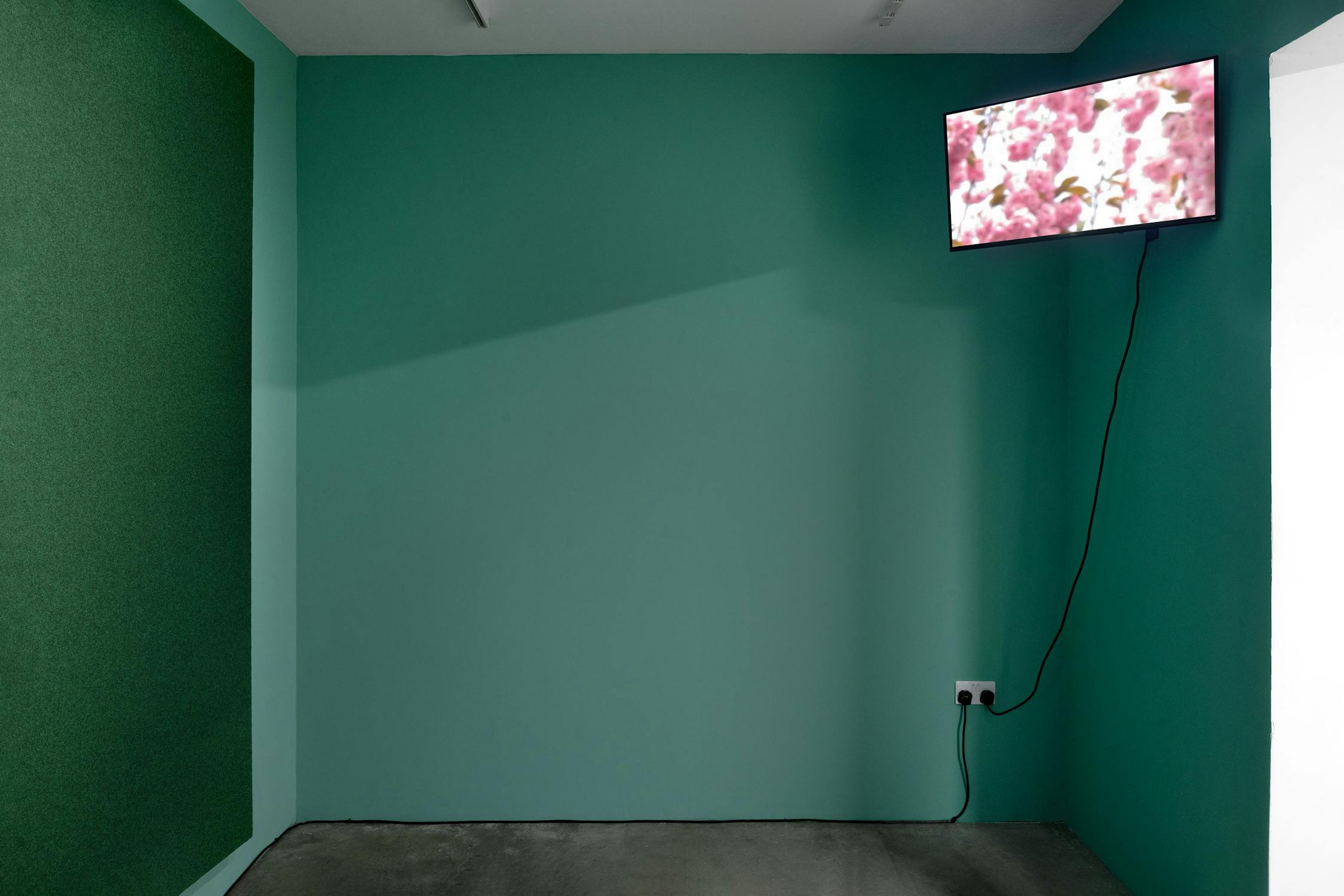 A small, minimalist room with teal walls and a grey concrete floor features a wall-mounted TV displaying a blurry pink and white blossom image. The TV is connected by a visible black cable to a wall socket below. One wall is textured green.