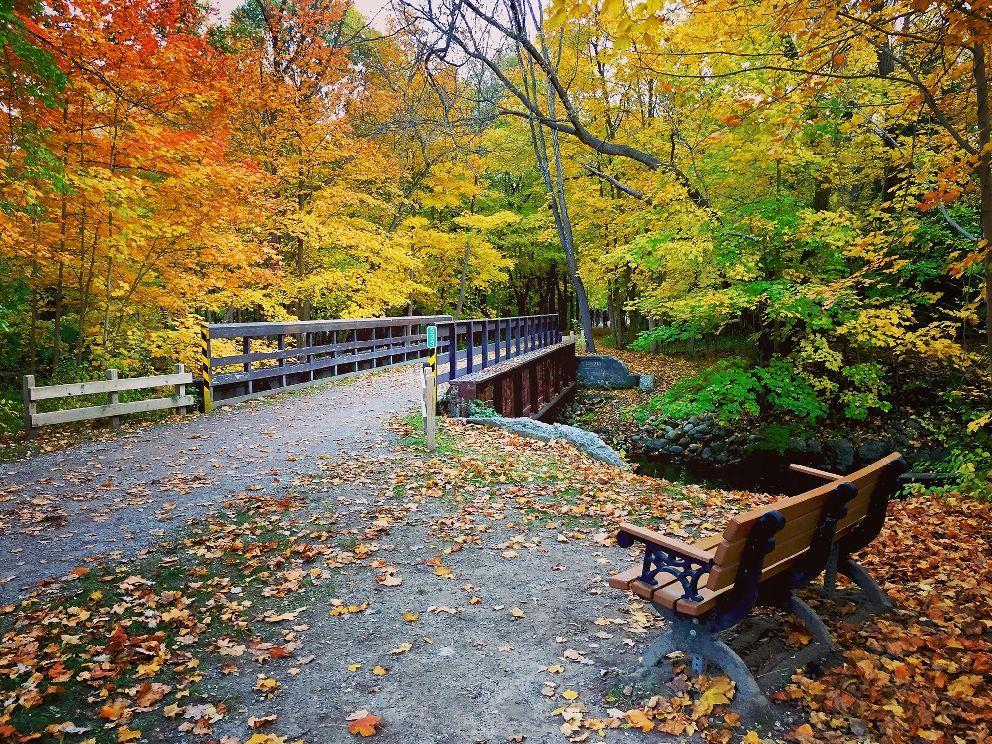 Peaceful landscape of Paint Creek Trail in Rochester Hills, showing a pathway along the creek and wooded areas.