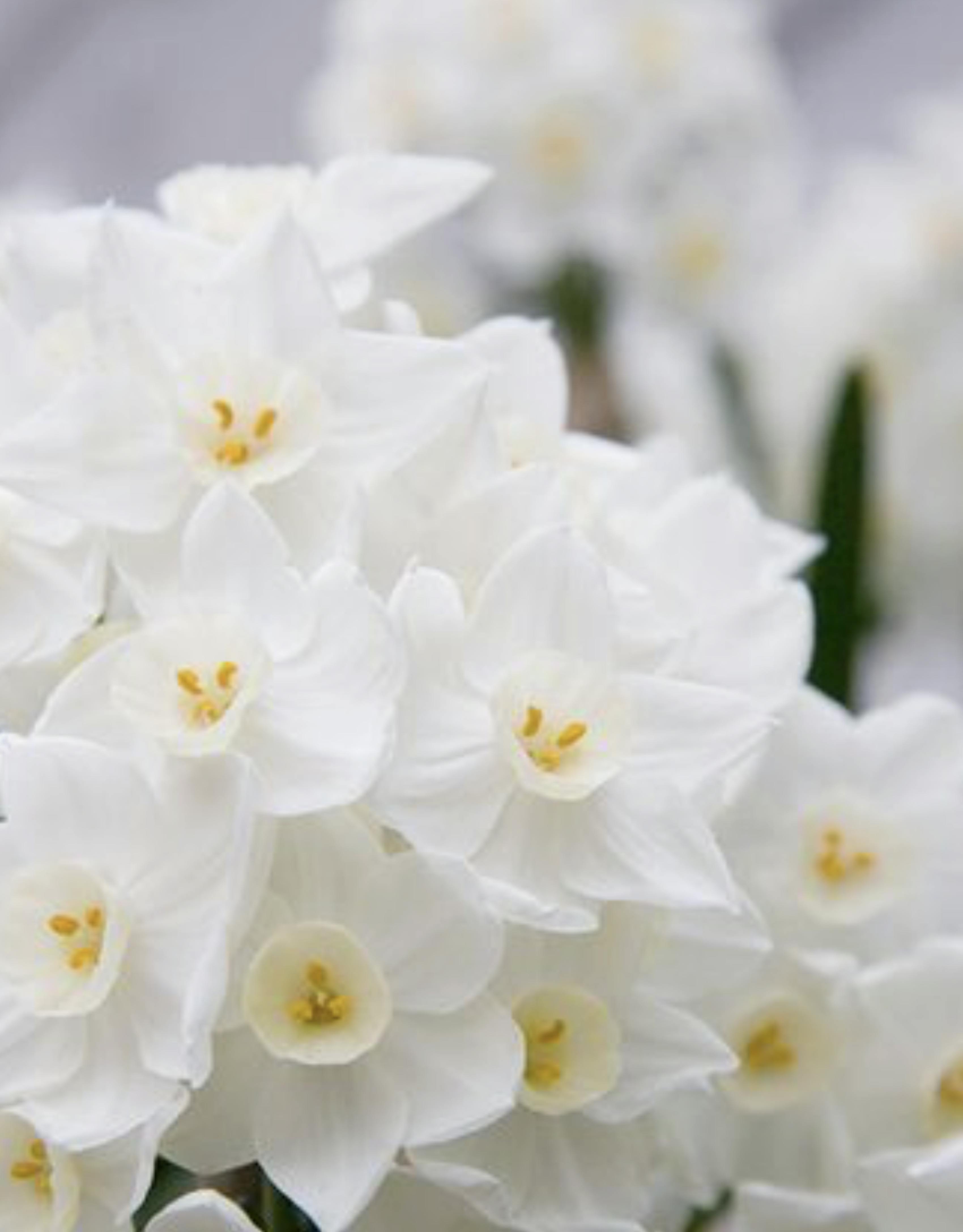white and yellow wedding flowers