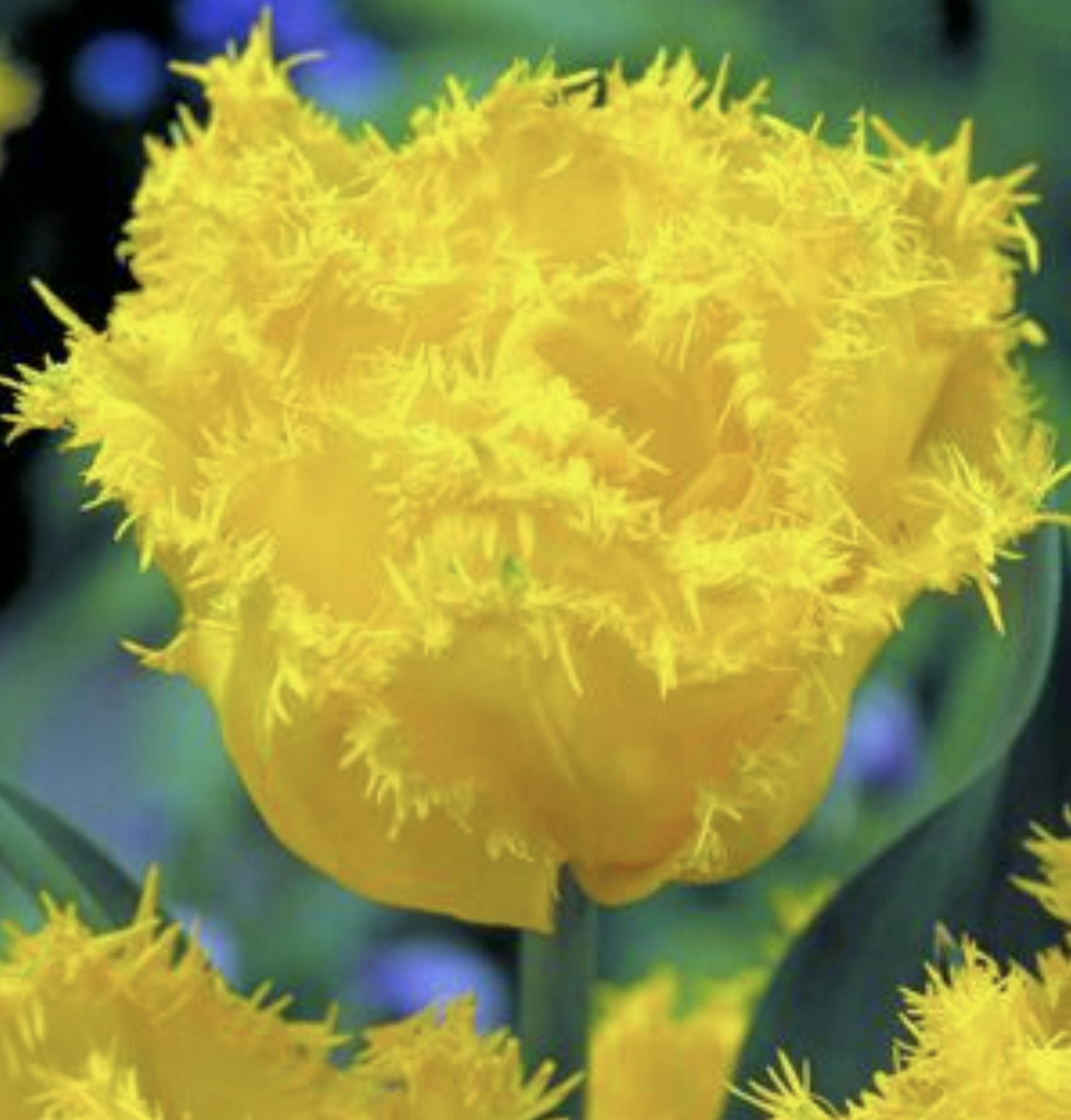 tulip wedding flowers