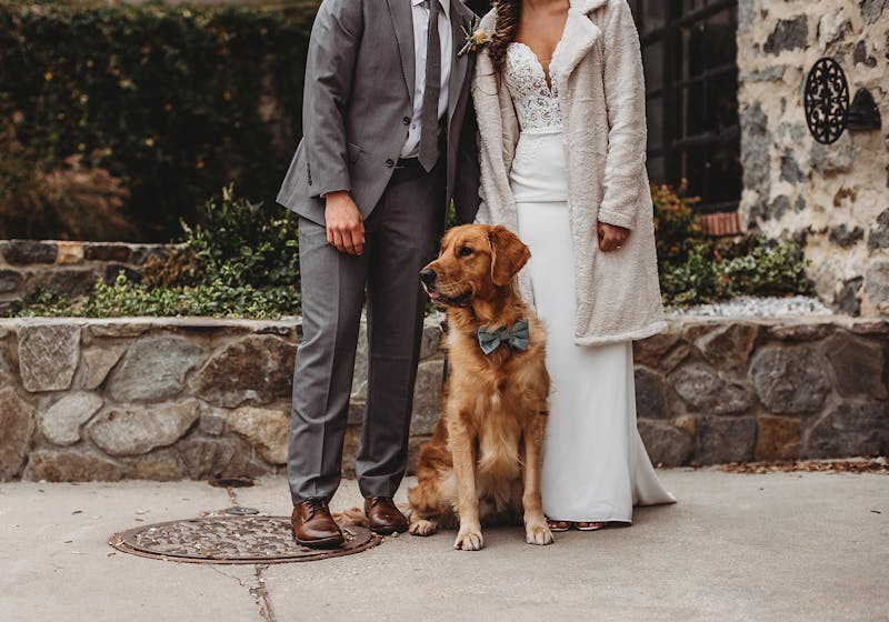 dog wedding photos