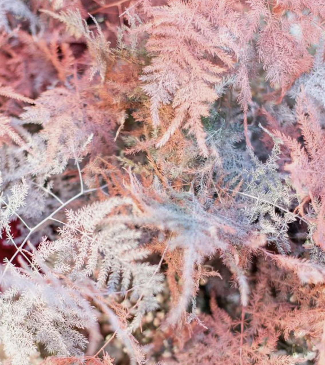 wedding ferns